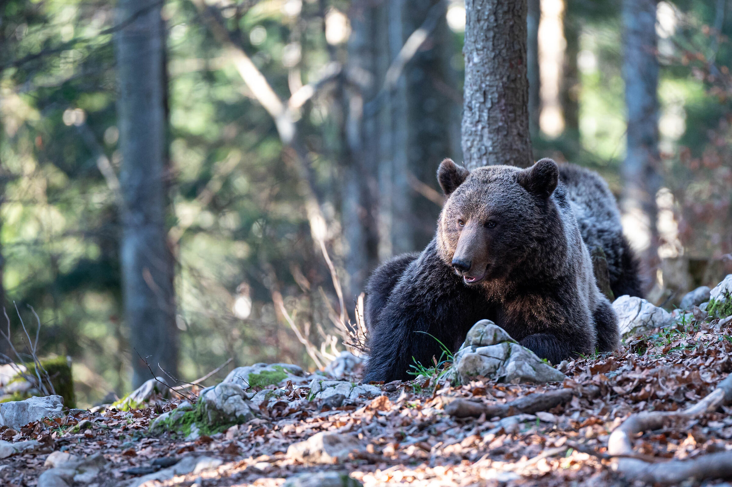 First exit after hibernation