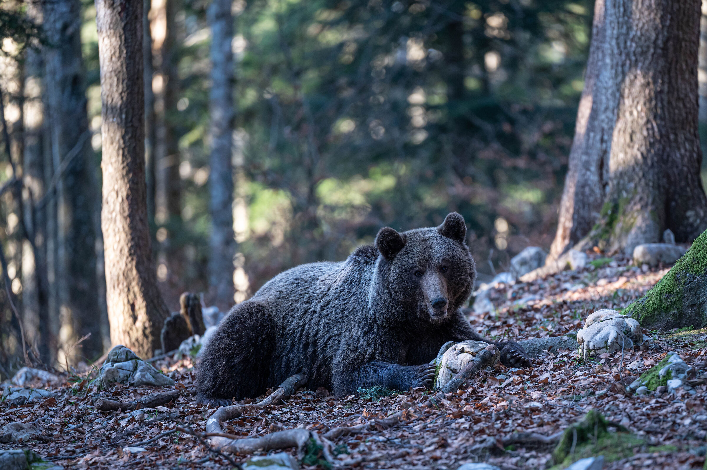 First exit after hibernation