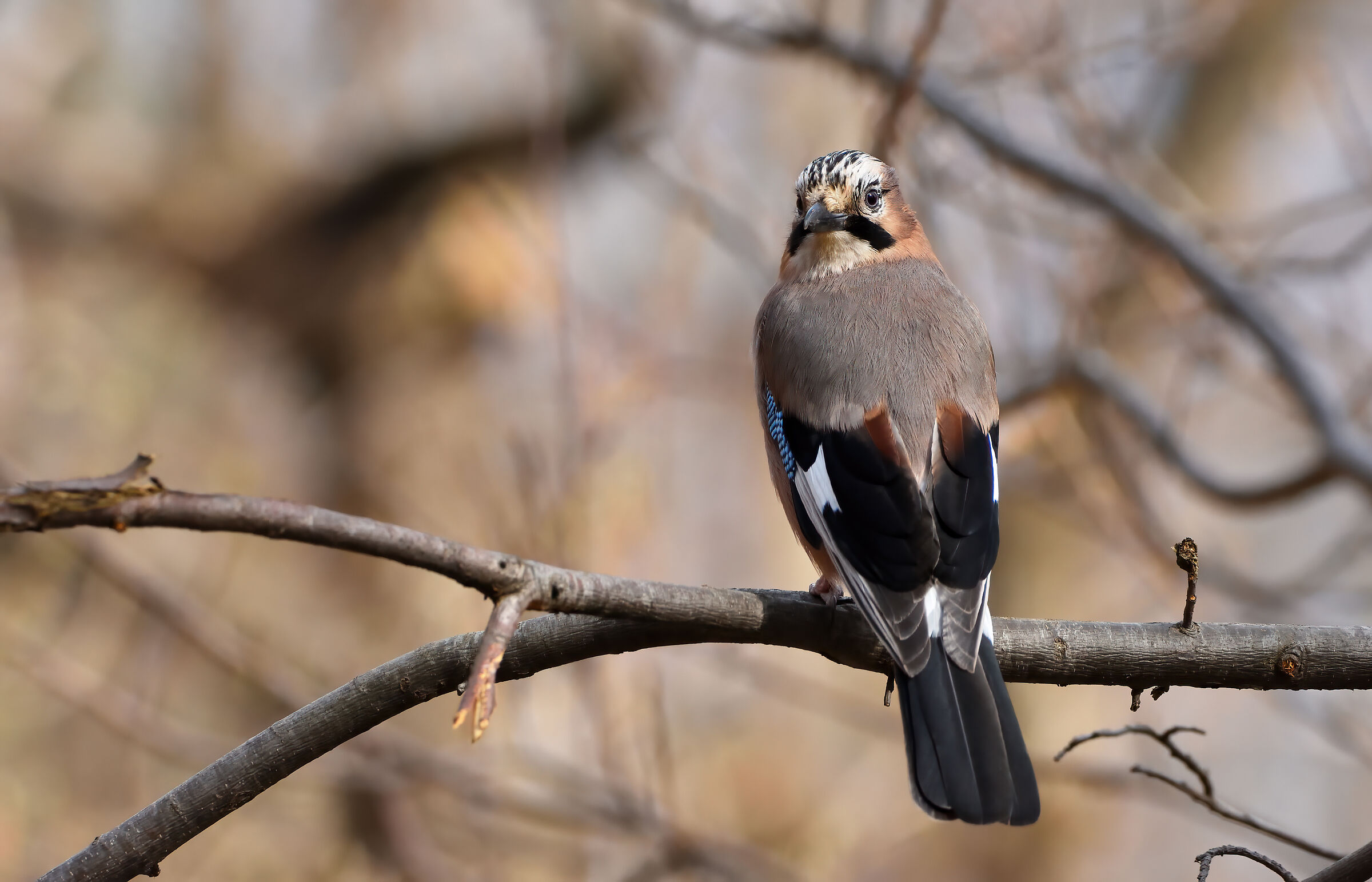 giro collo...Ghiandaia