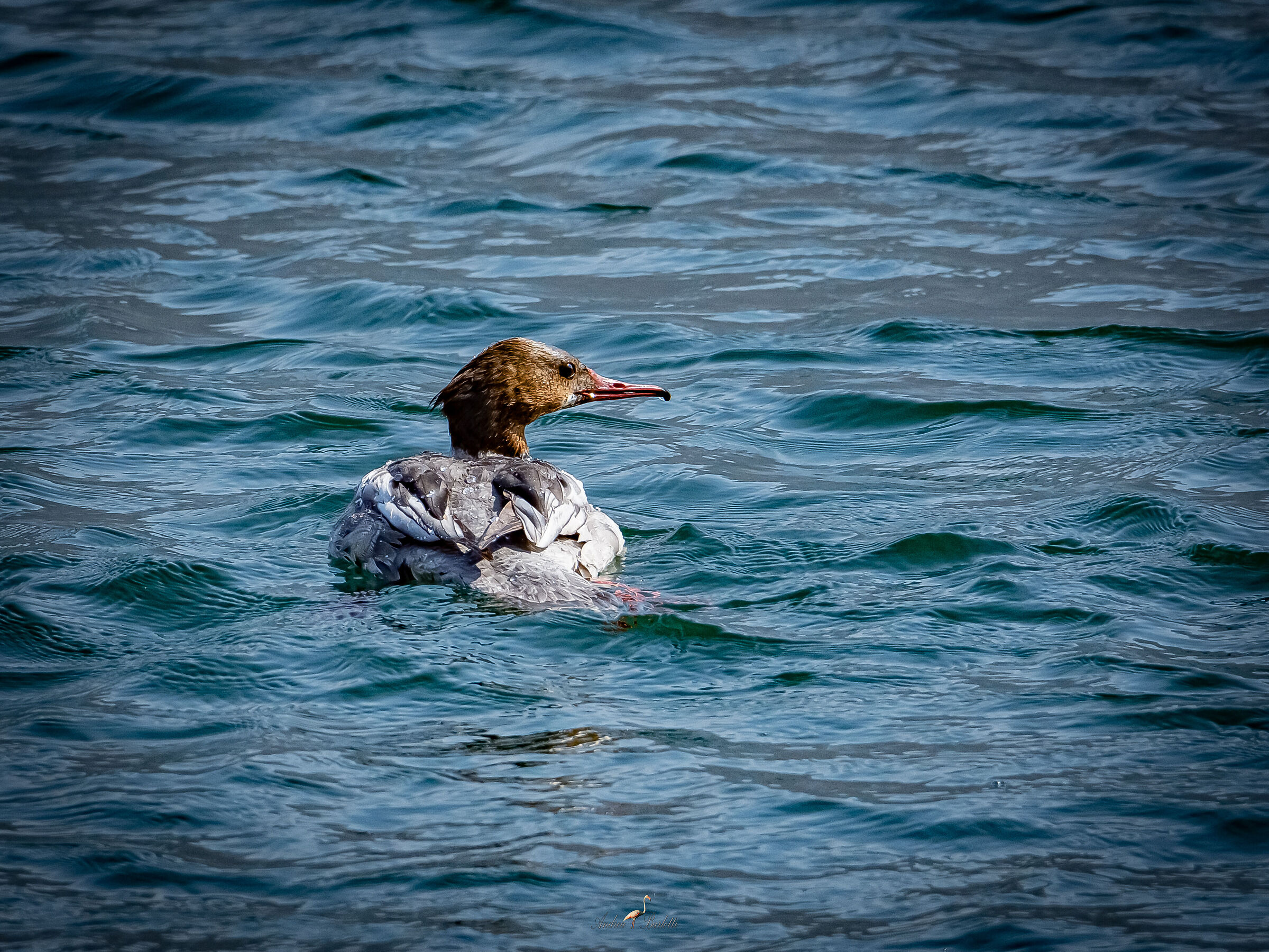 Major Merganser f.