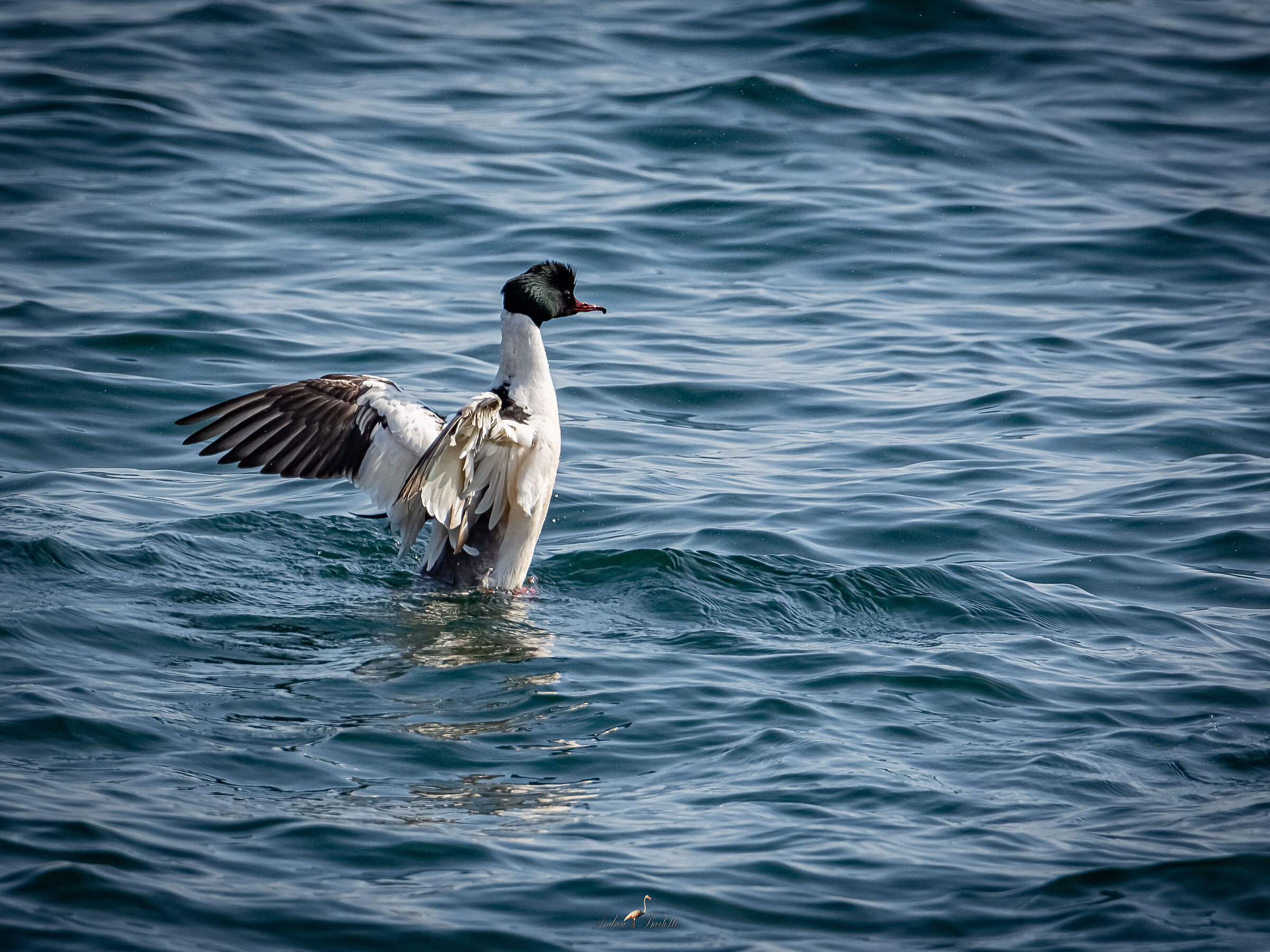 Male Greater Merganser