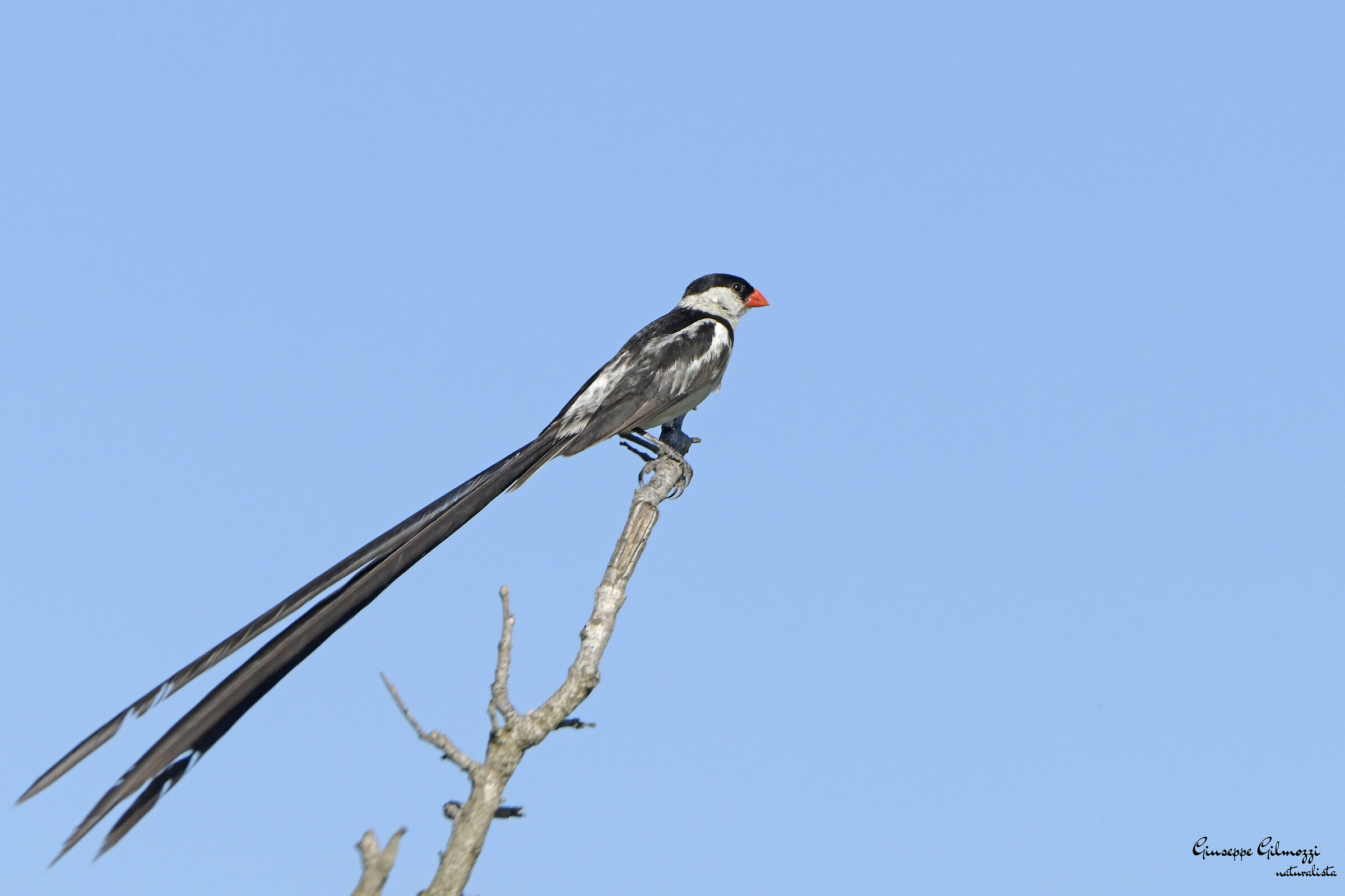 Widow pin-tailed. (Vidua macroura)