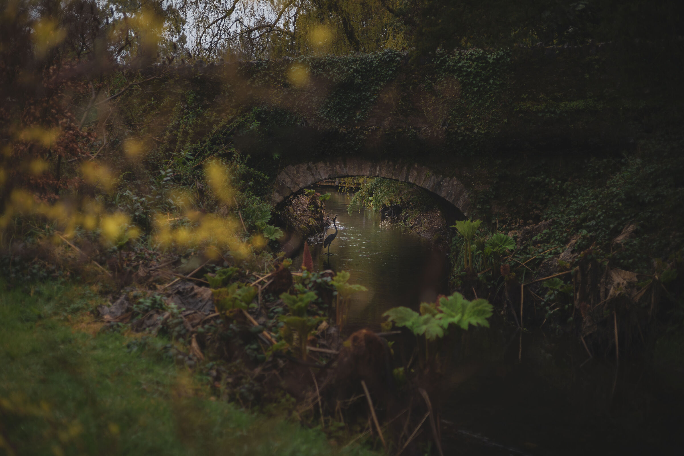 Wild irlandese