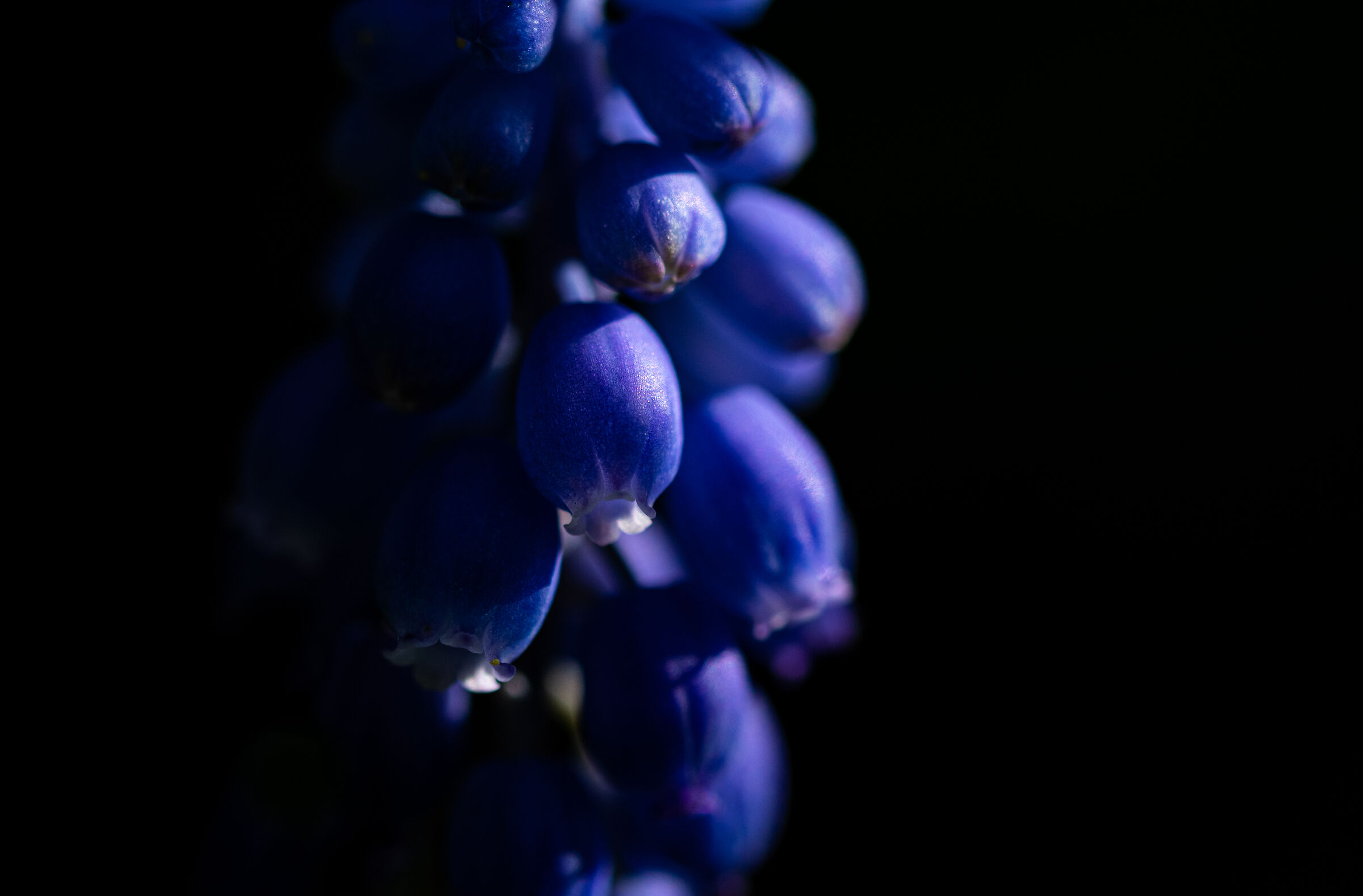 Muscari