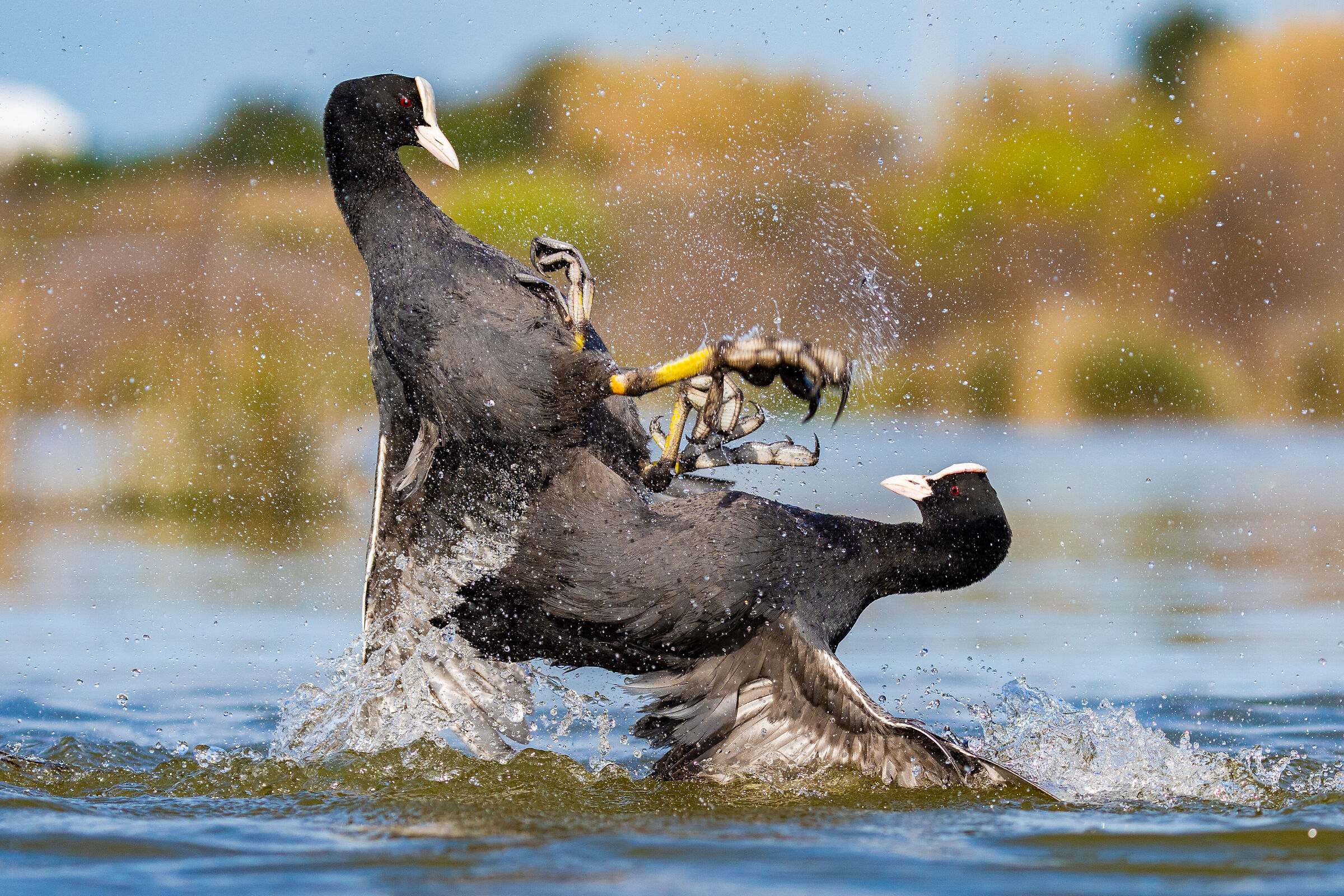 Folaghe (Fulica atra)