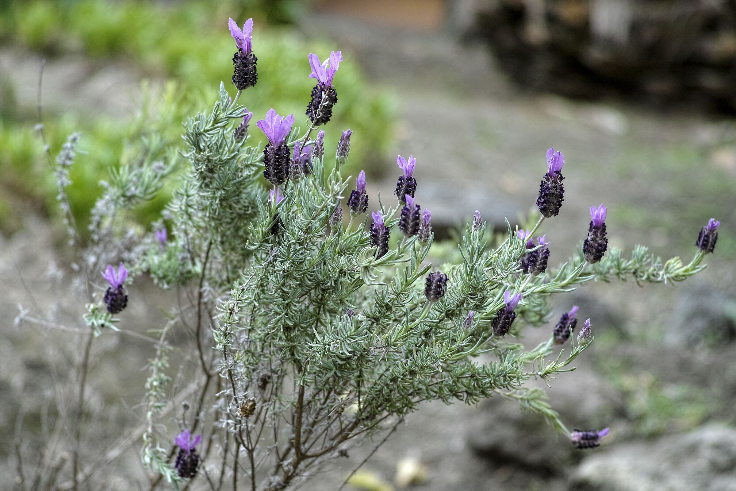 Lavanda da cortile