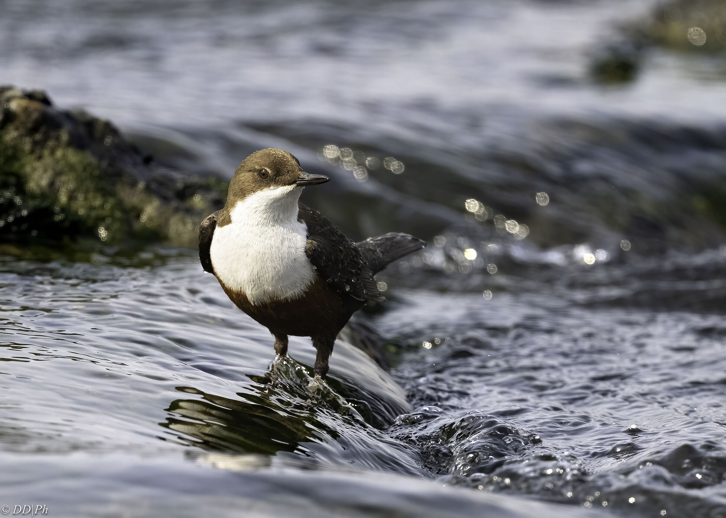 White-throated dipper