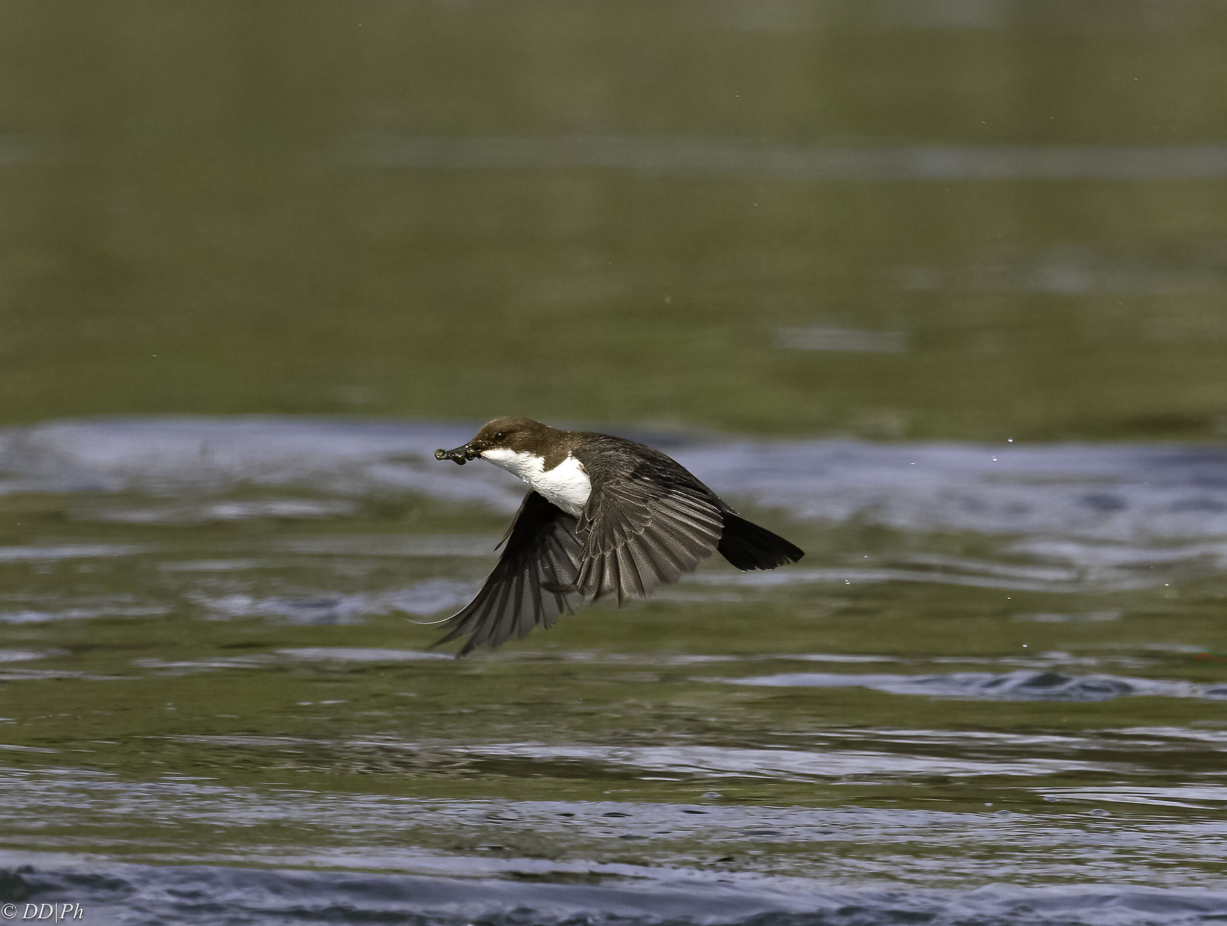 White-throated dipper