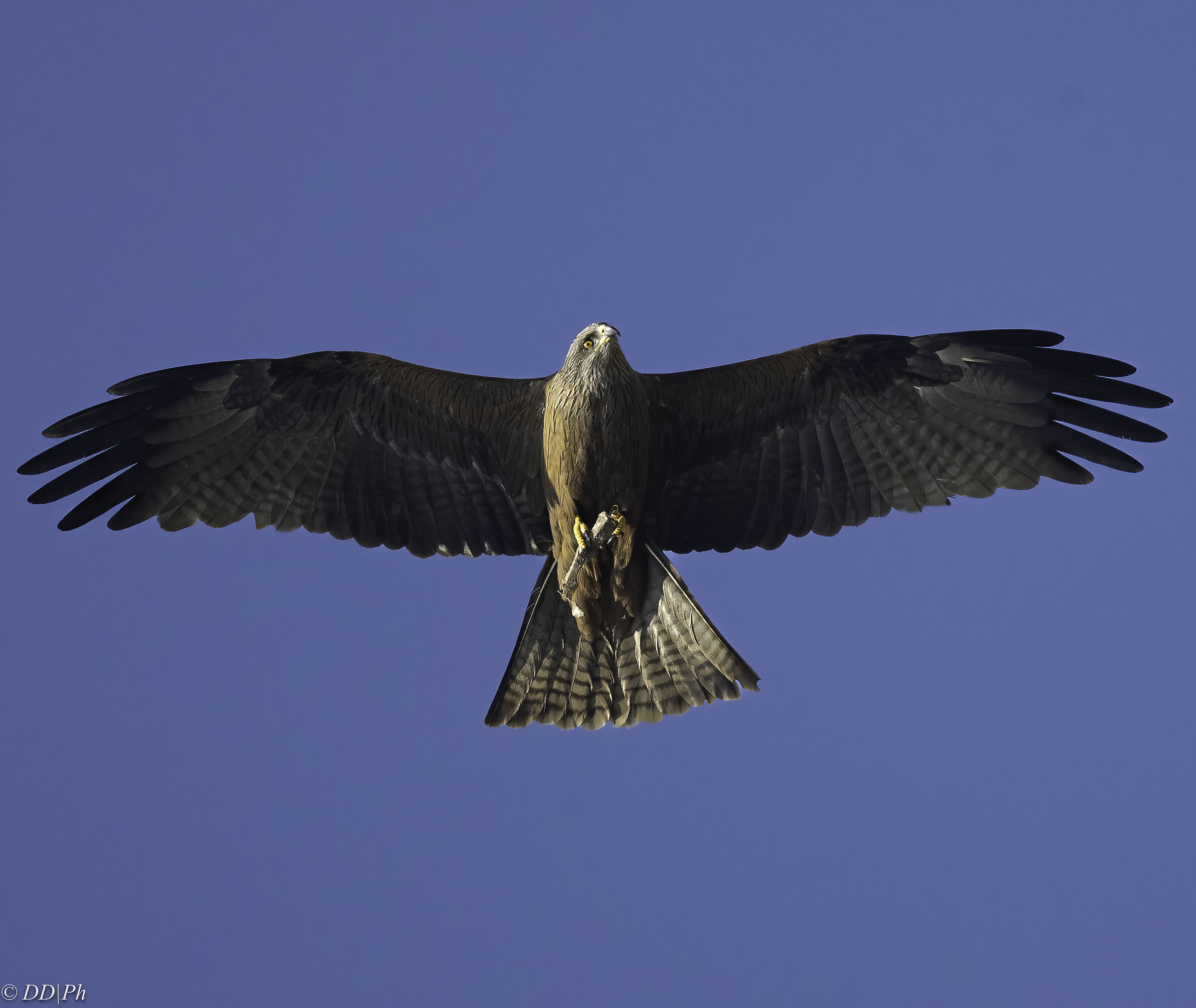 Black kite