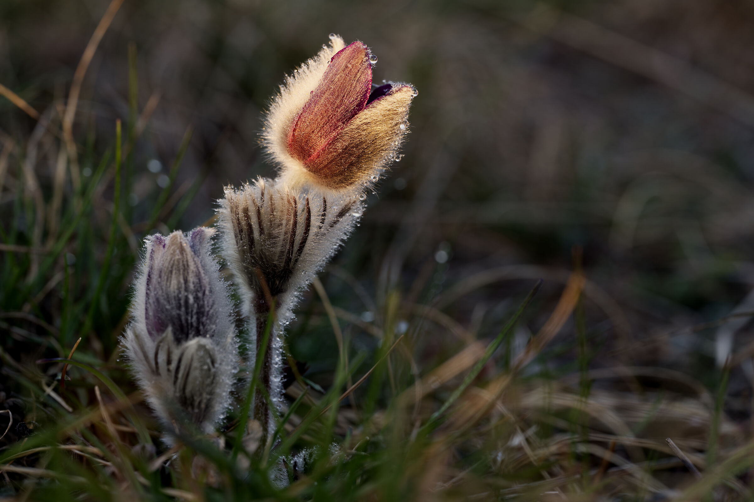 Pulsatilla