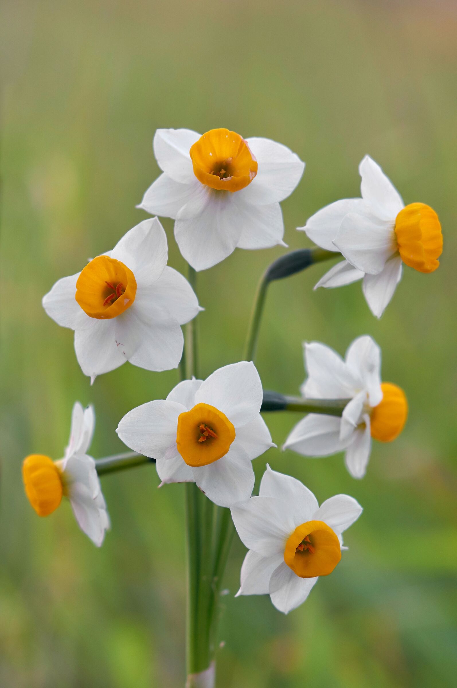 Welcome back Spring!