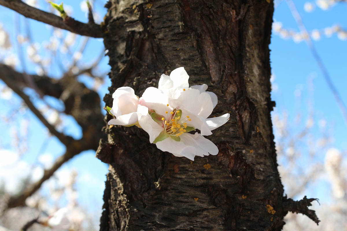 almond blossom