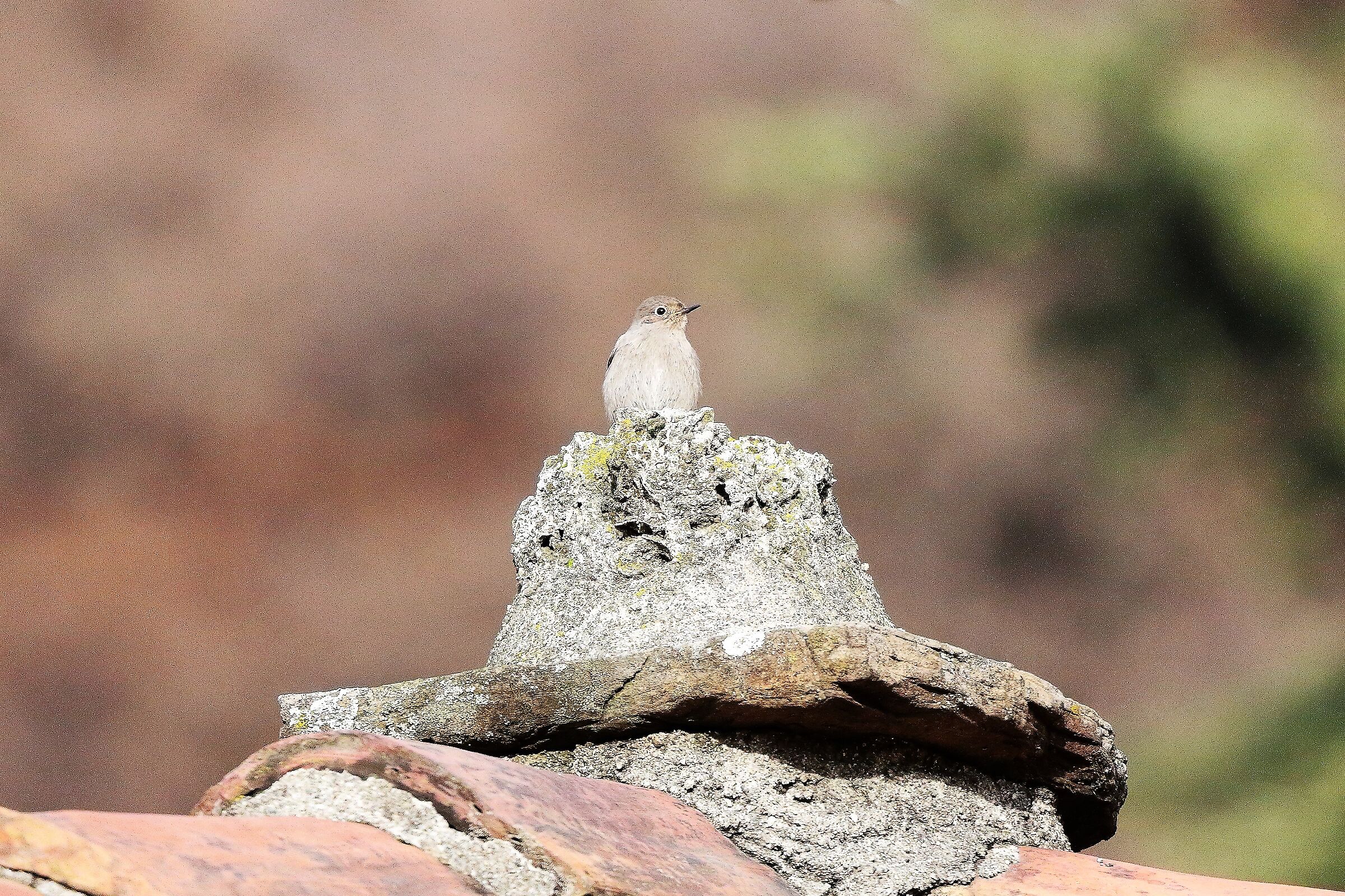 Codirosso 04 gennaio 2023