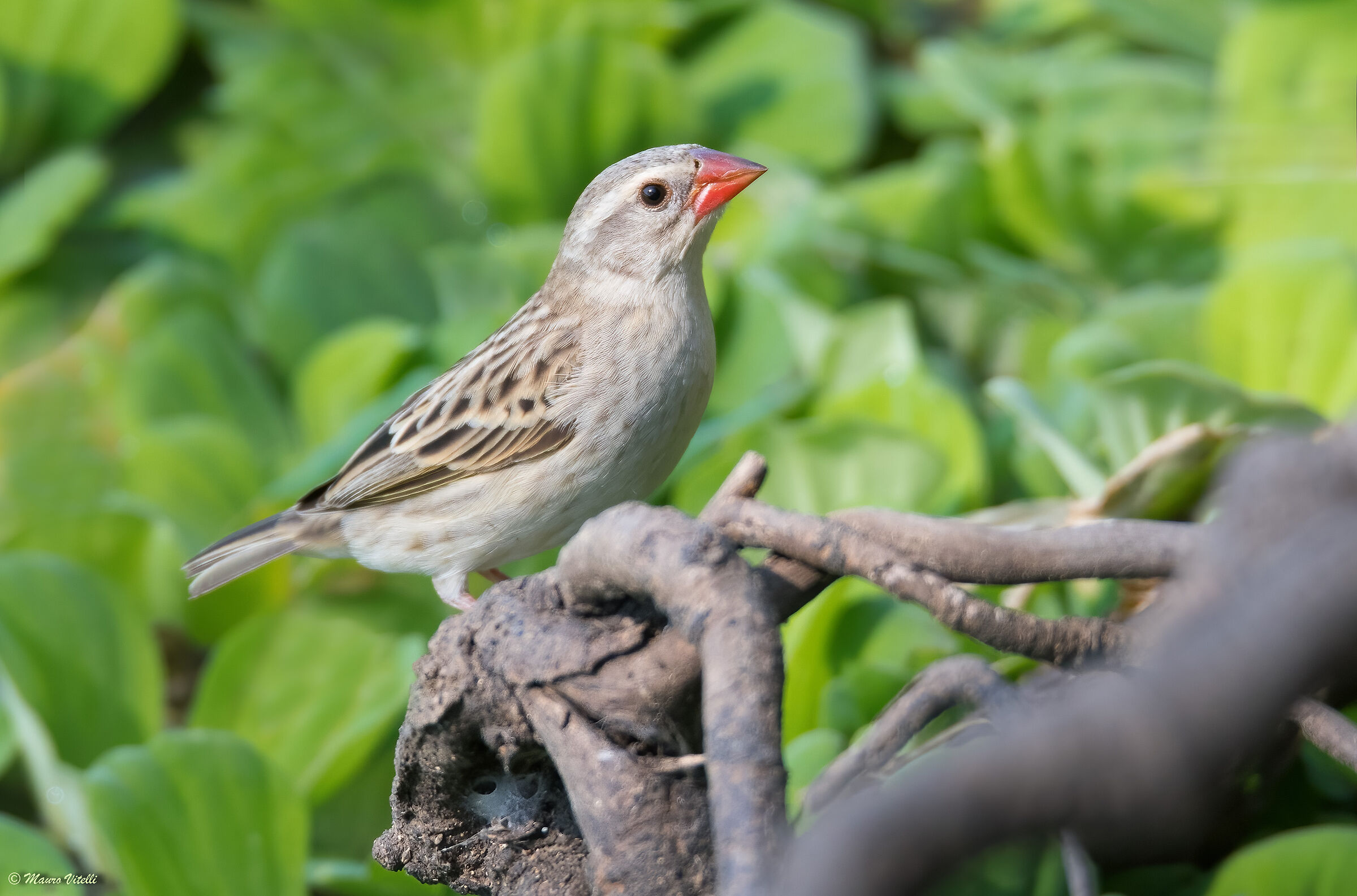 Red-billed Quelea (Quelea quelea)