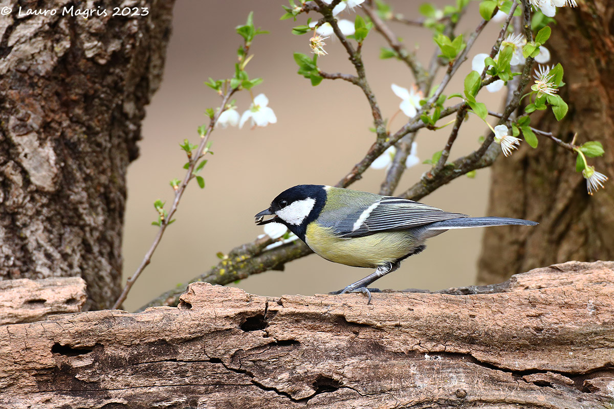 Ho trovato il tesoro