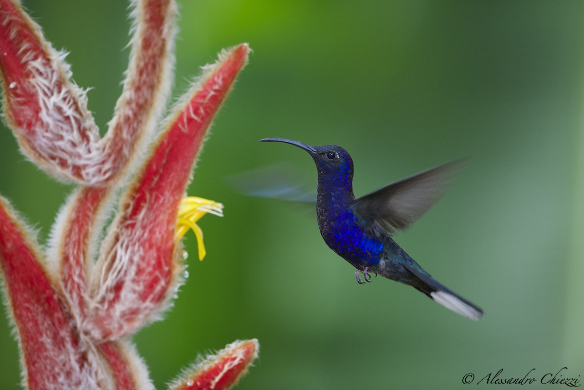 Campilottero violetto