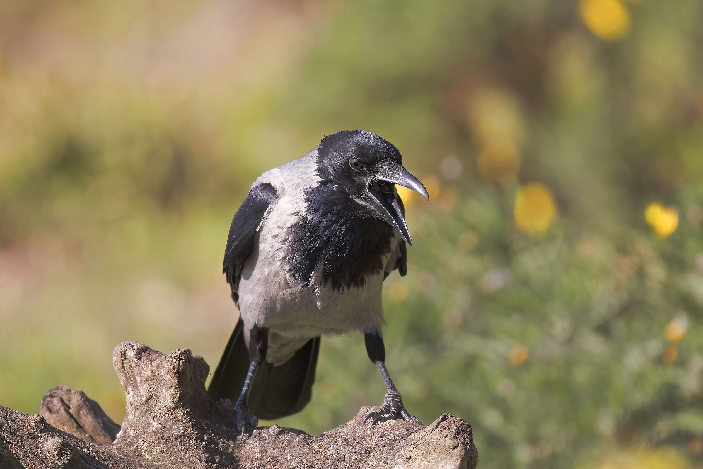 Hooded crow
