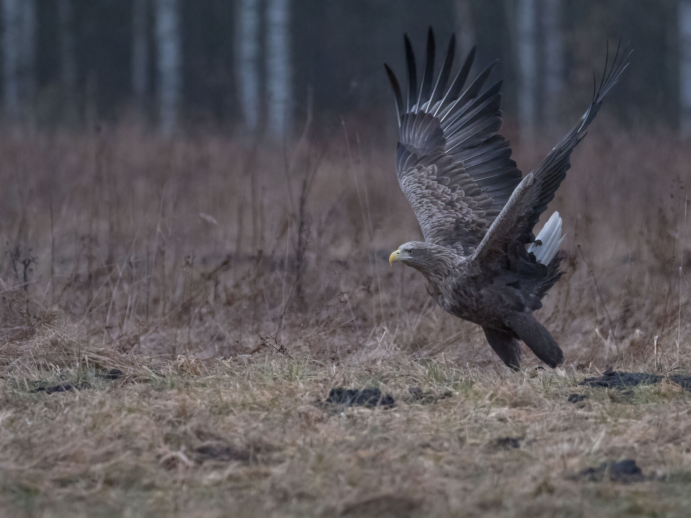 White-tailed sea eagle