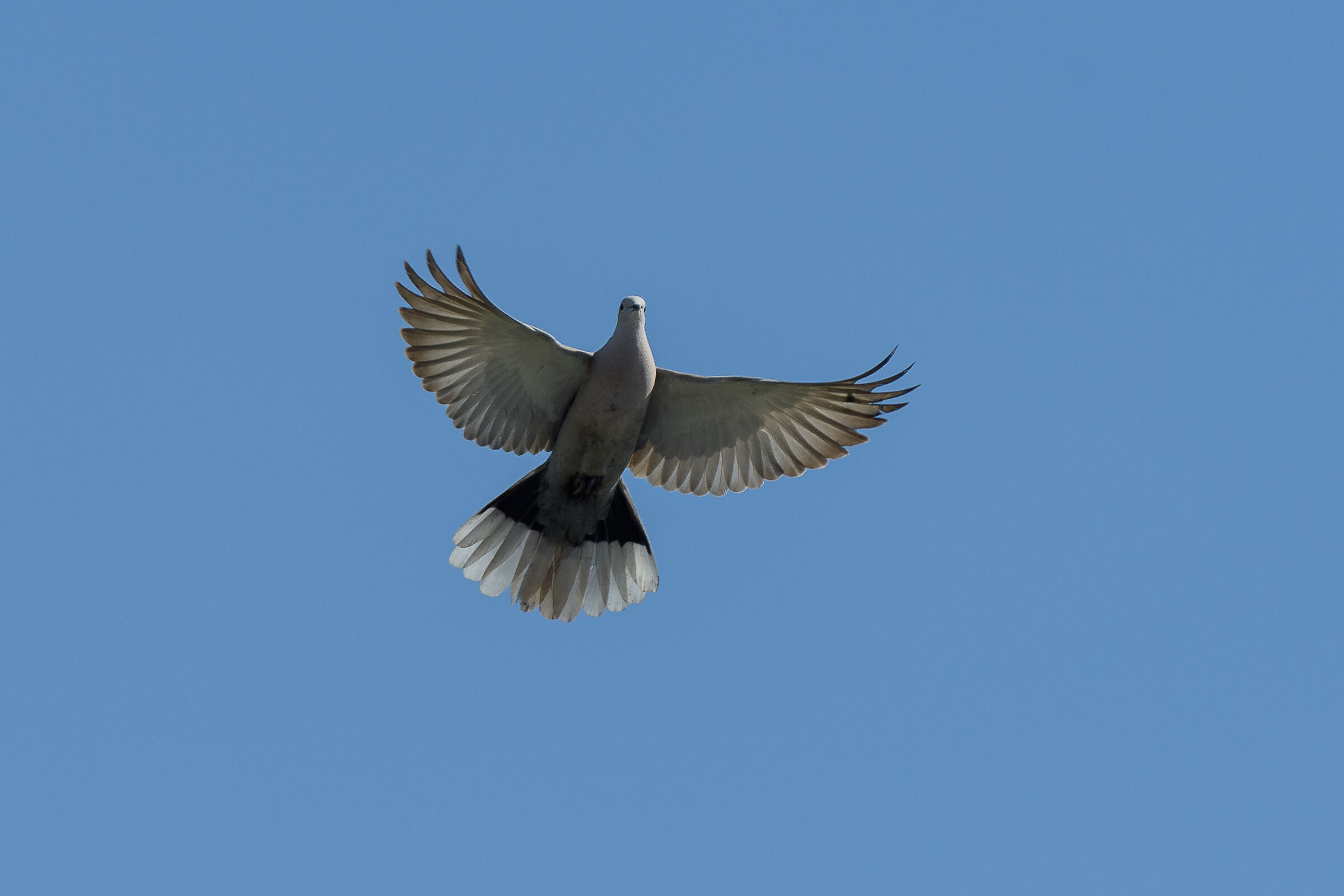 Turtle dove