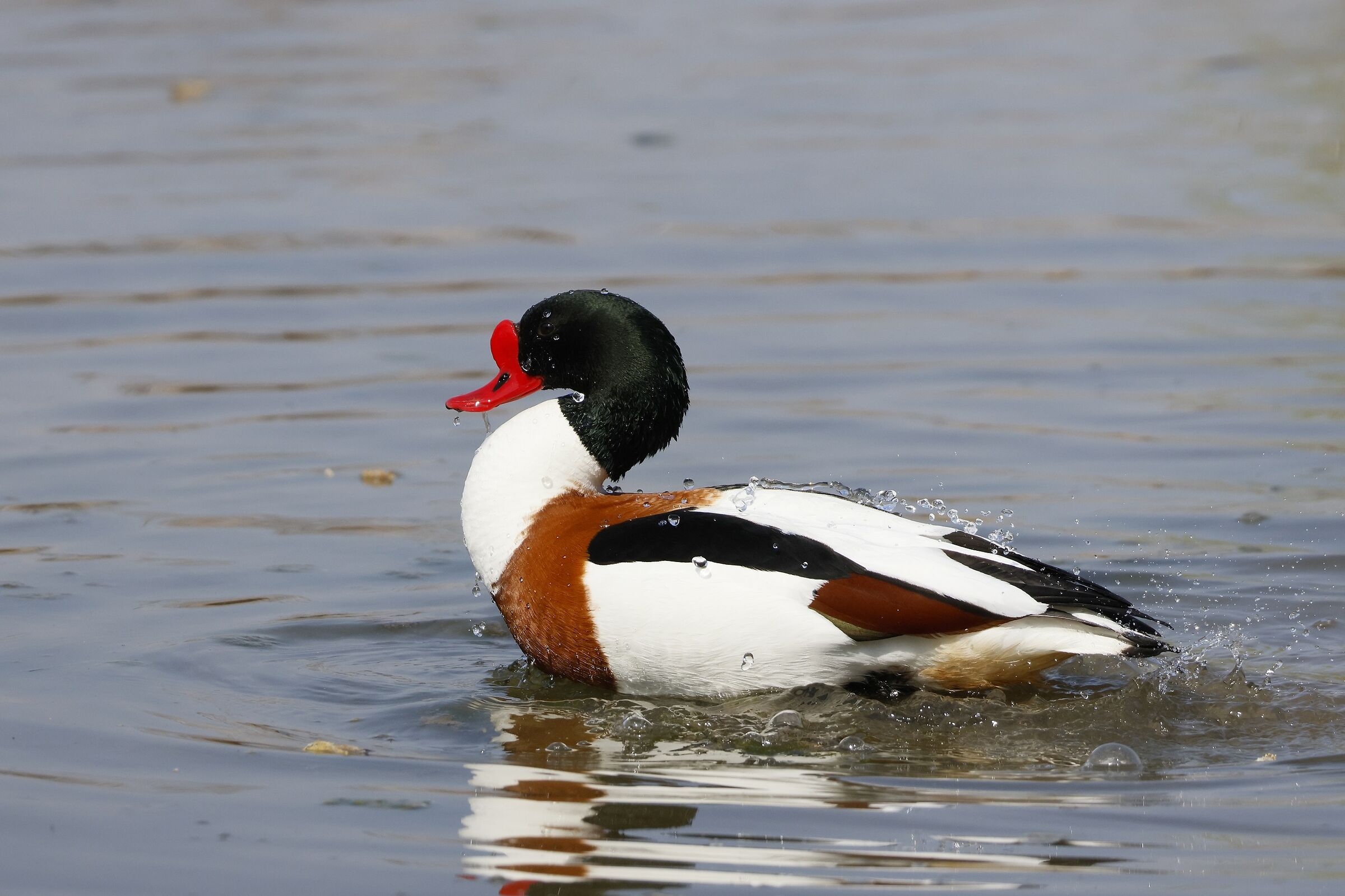 Volpoca (Tadorna Tadorna)