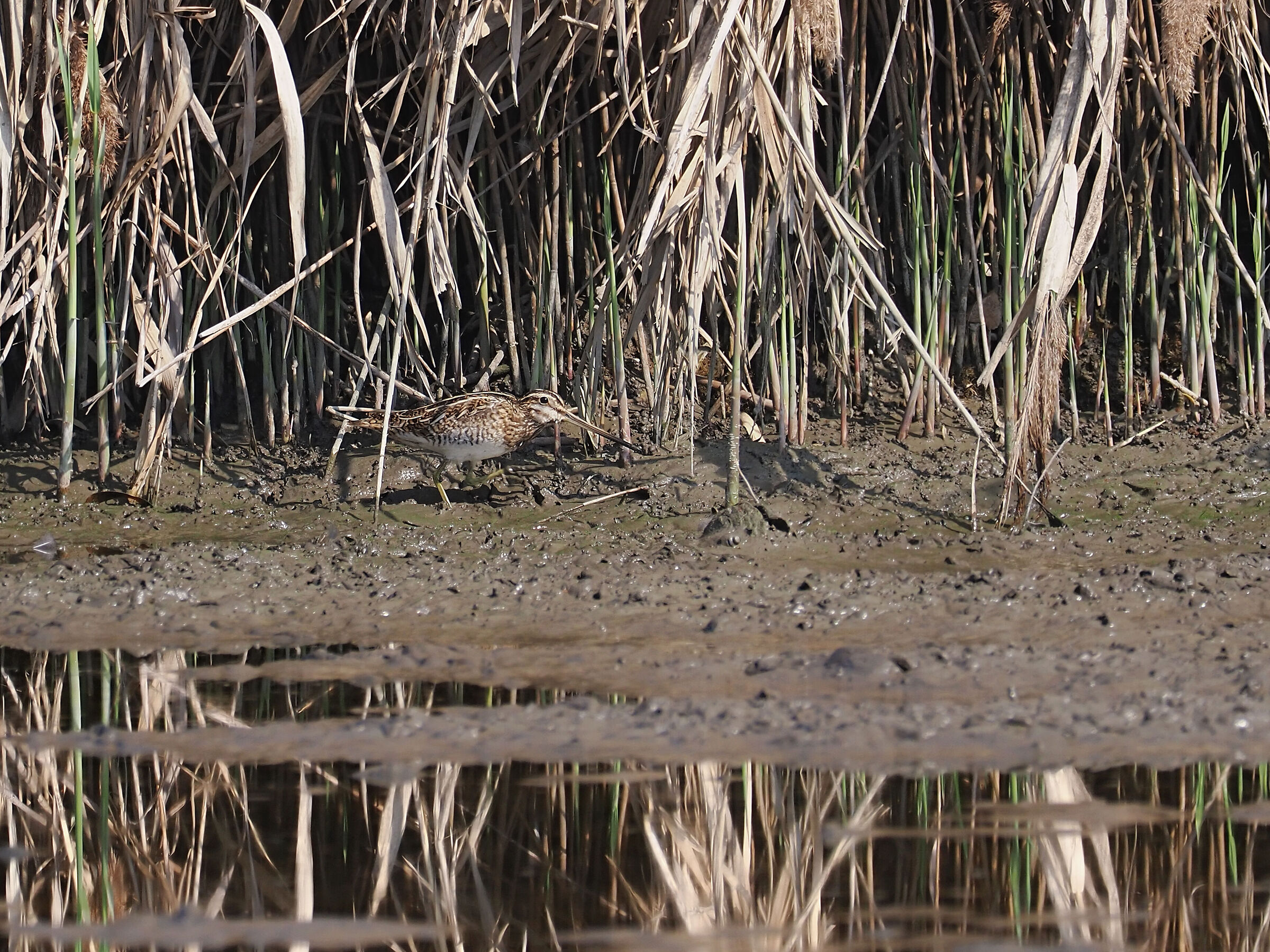 Camouflaged snipe