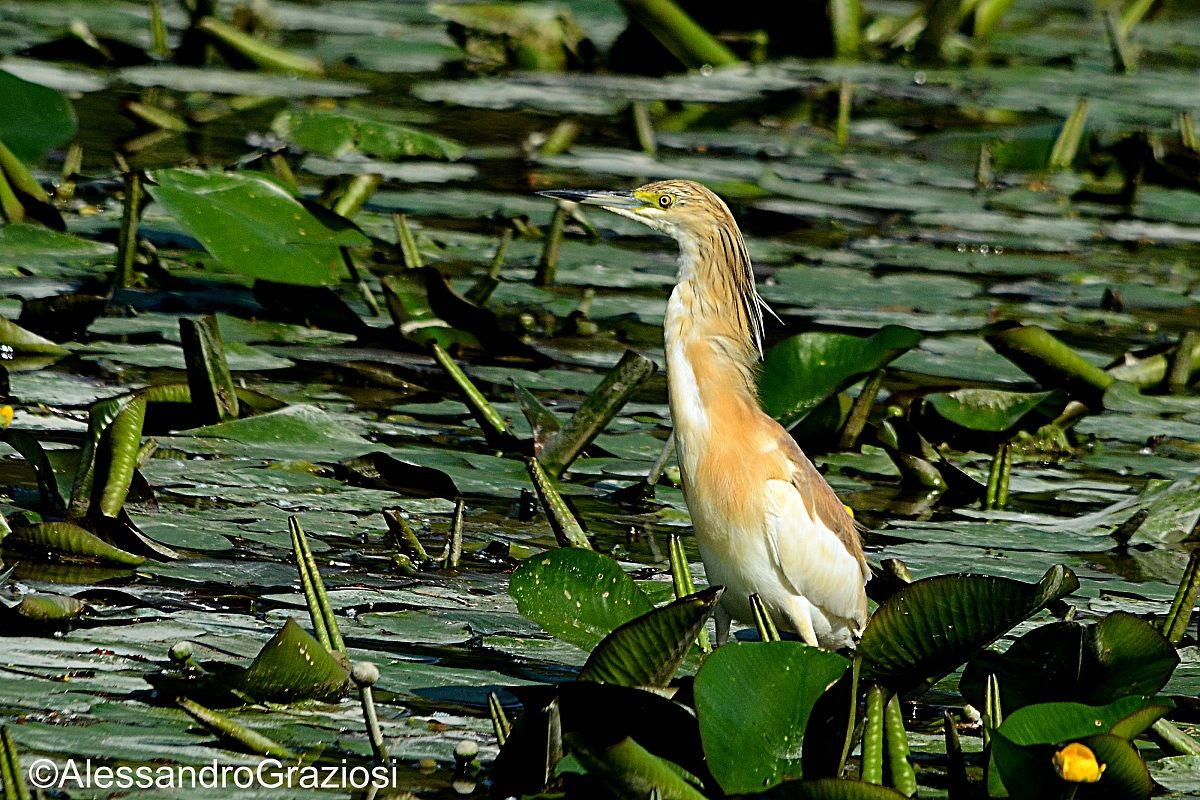 Crested Egret (Egretta egret)