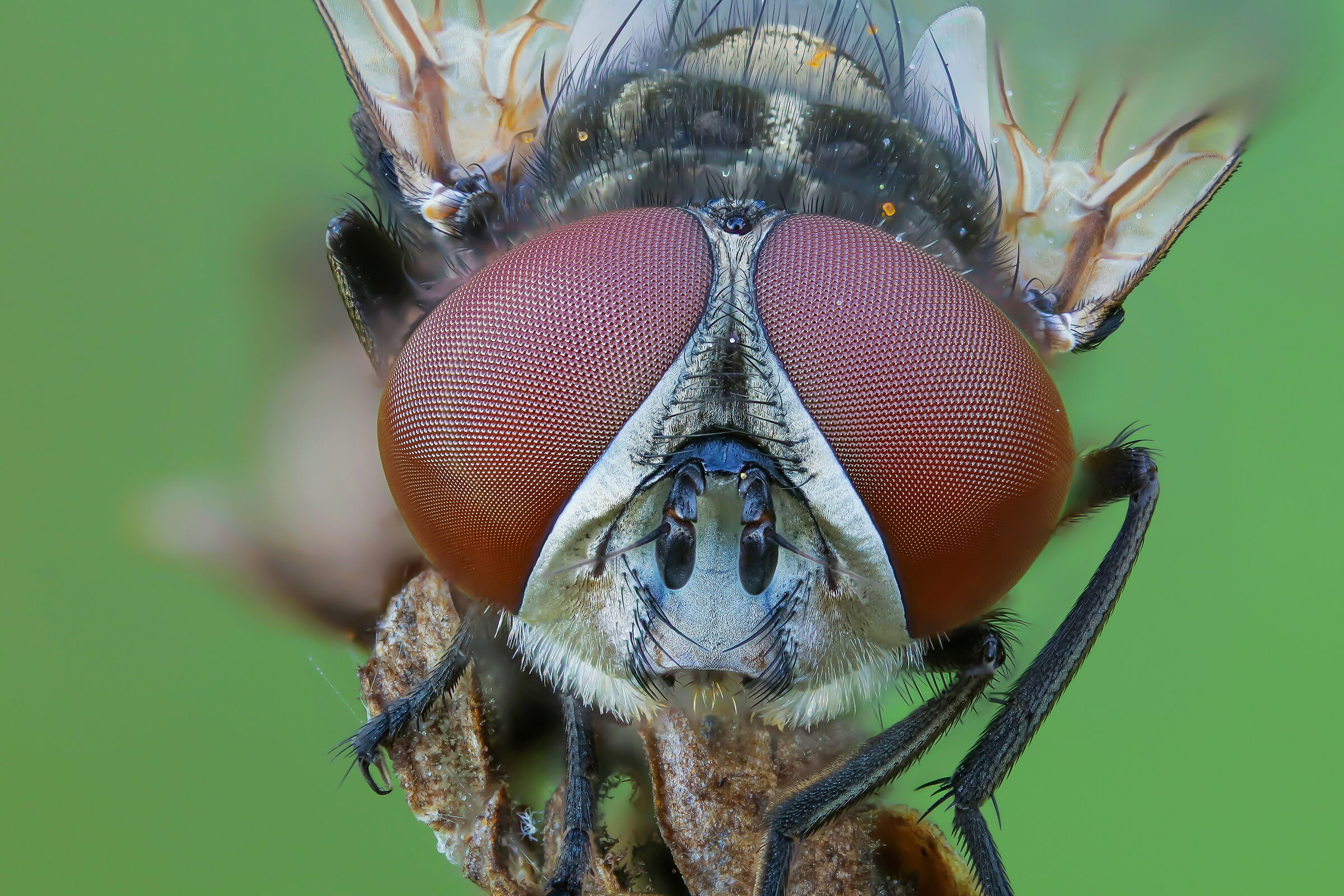 Tachinidae sp. z o.o.
