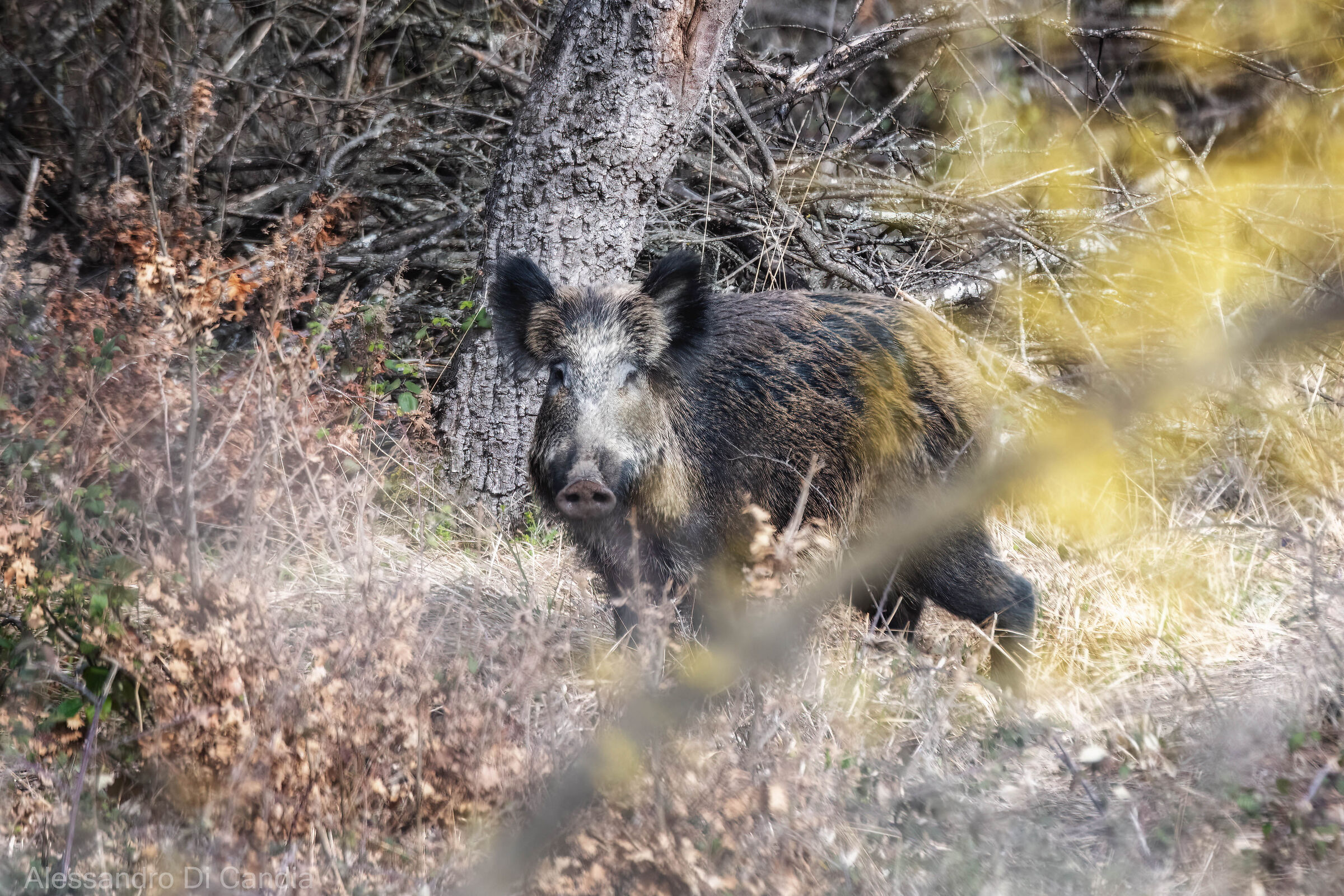 Mamma cinghiale