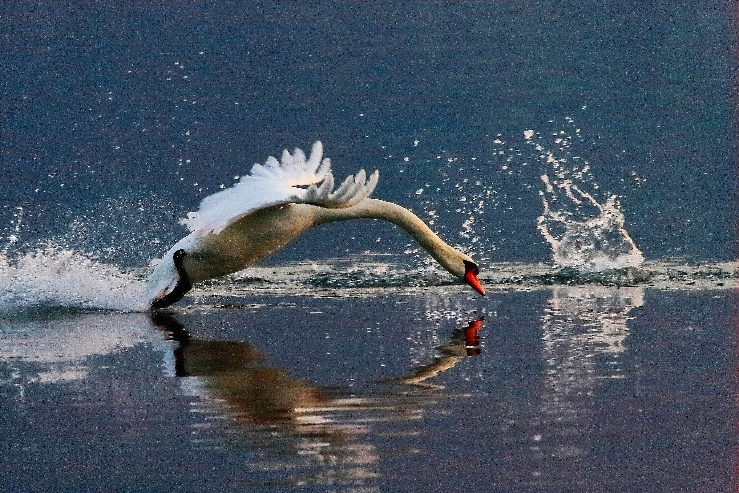 Cigno R 22 marzo 2023