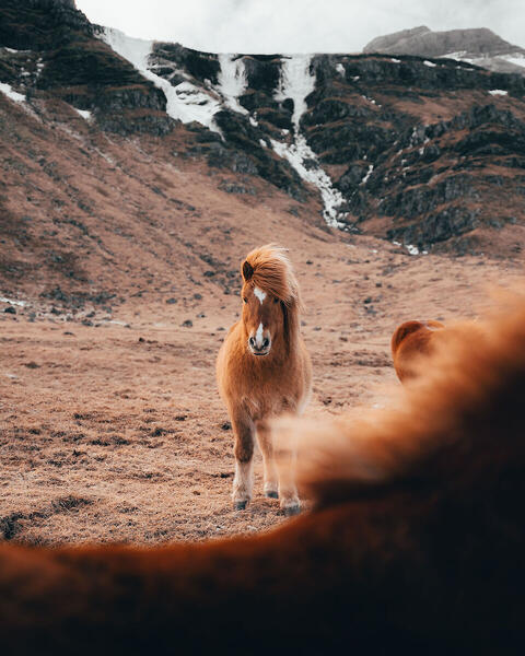 Foto