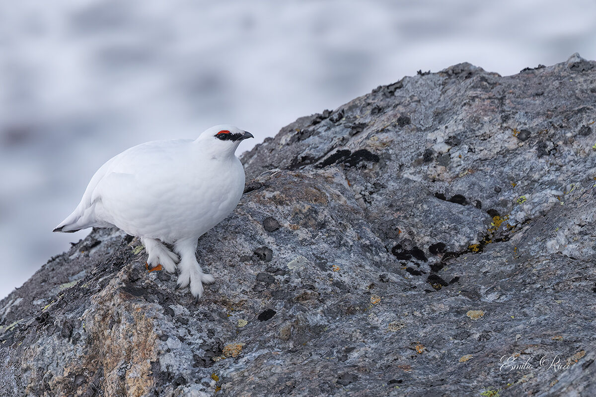 Ptarmigan
