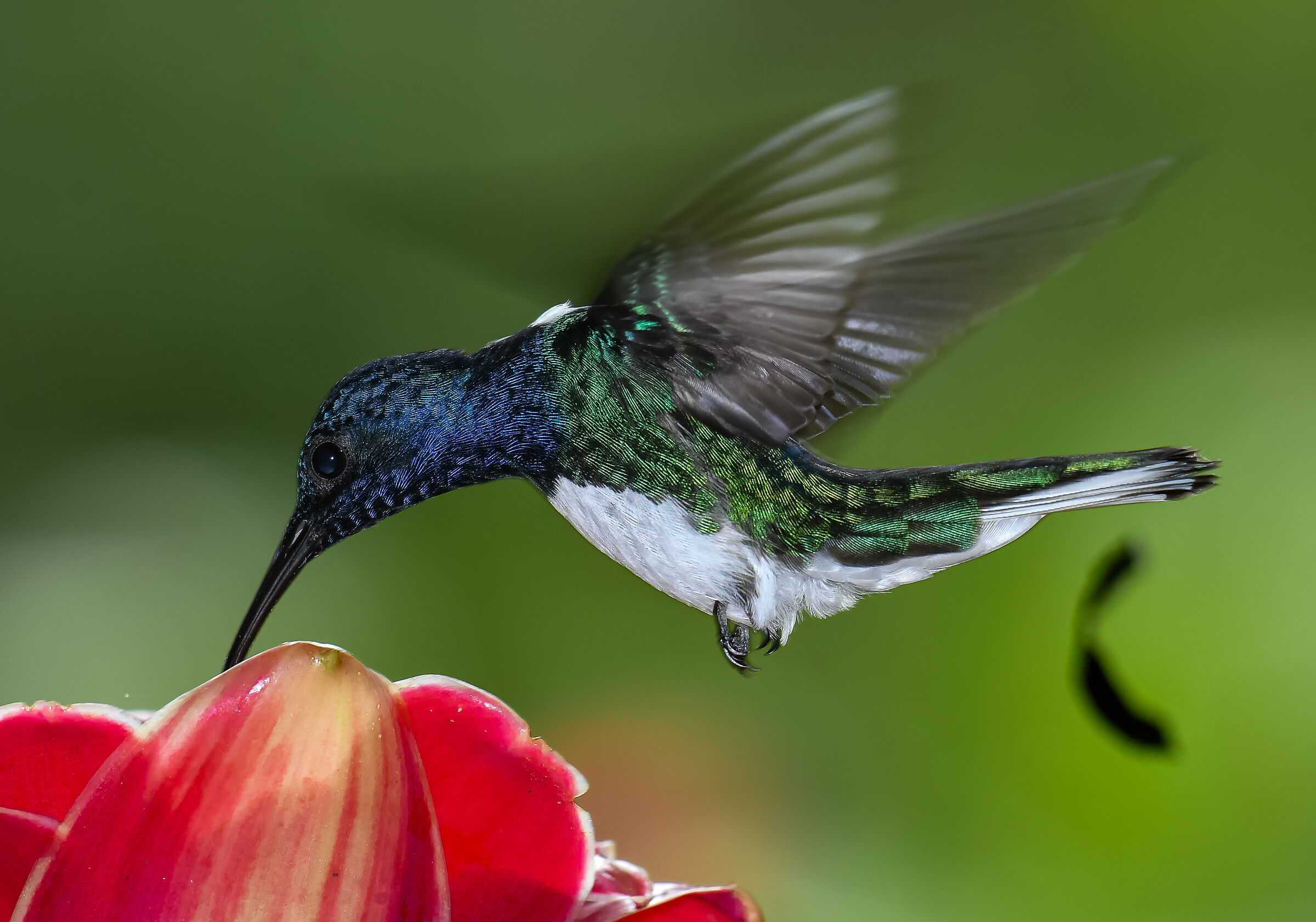Il volo del colibrì