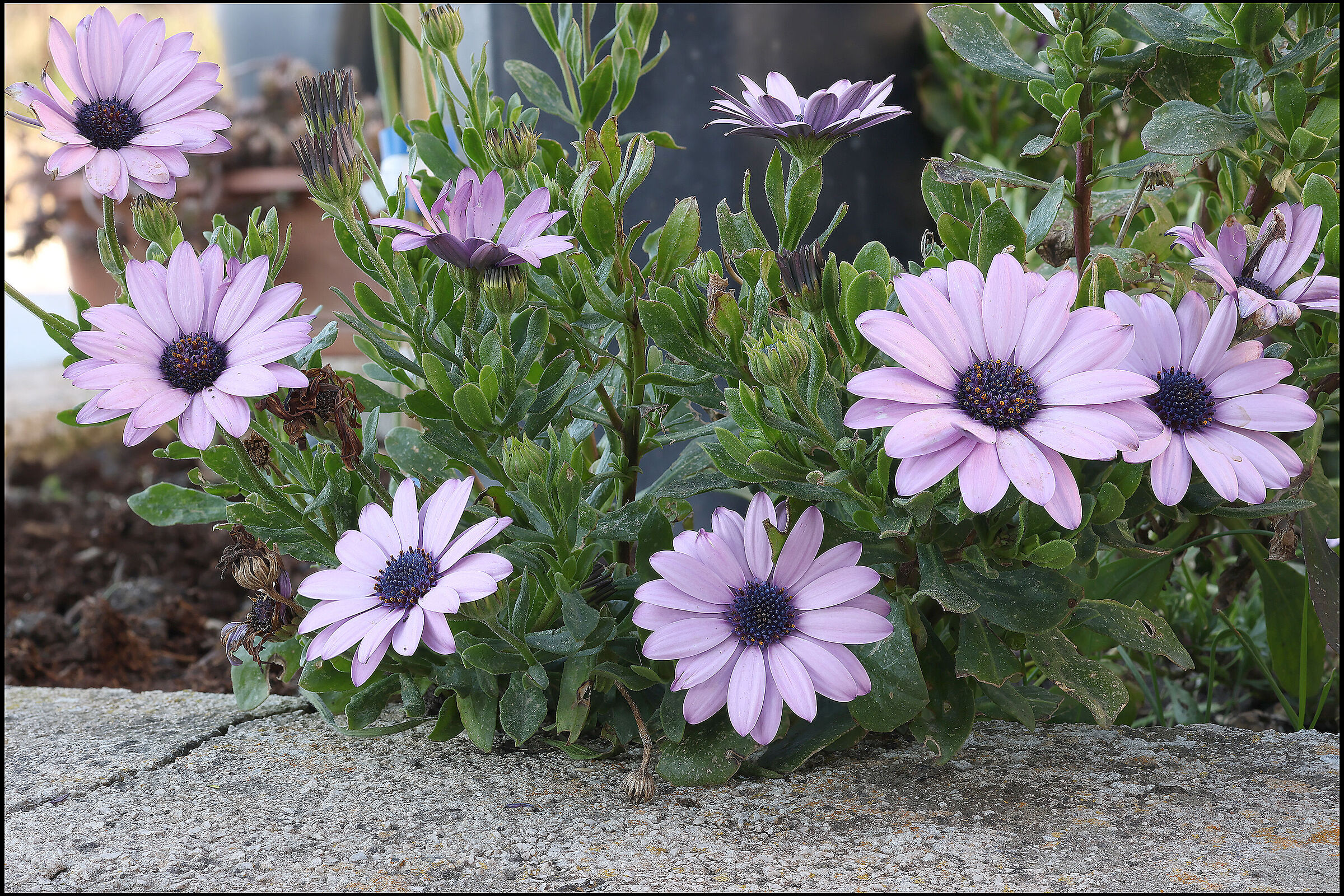 Margherita africana