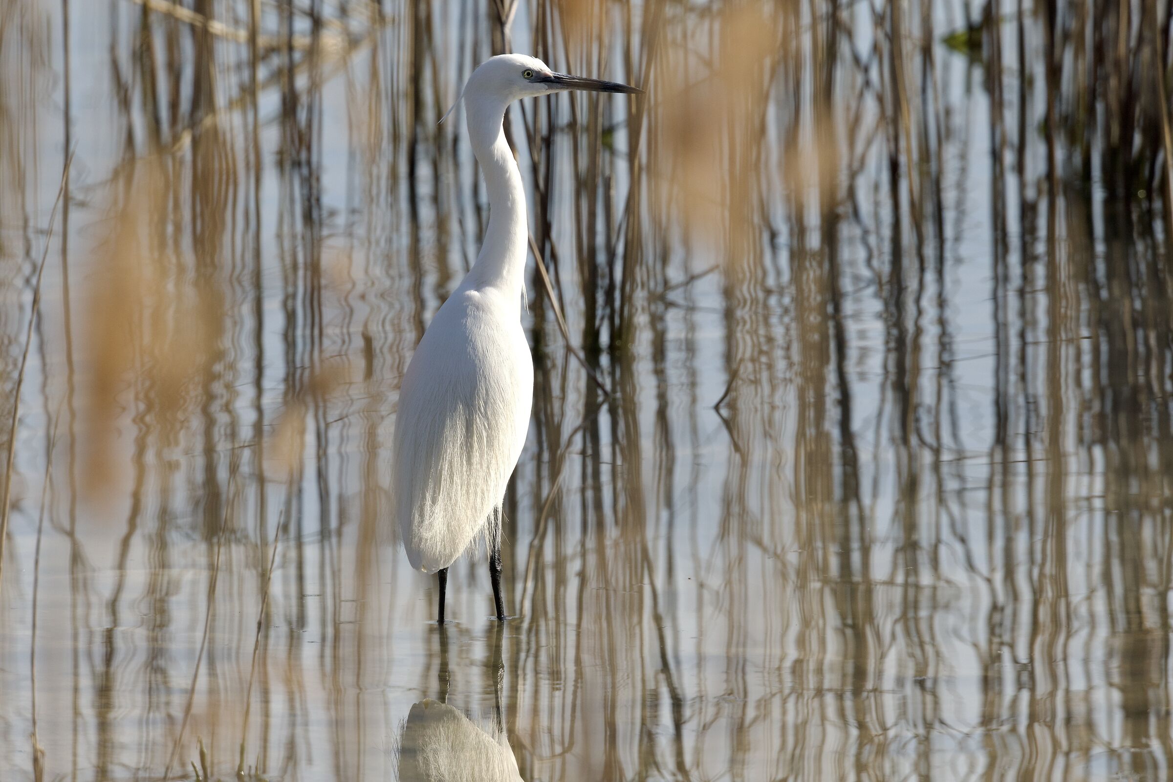 Egret