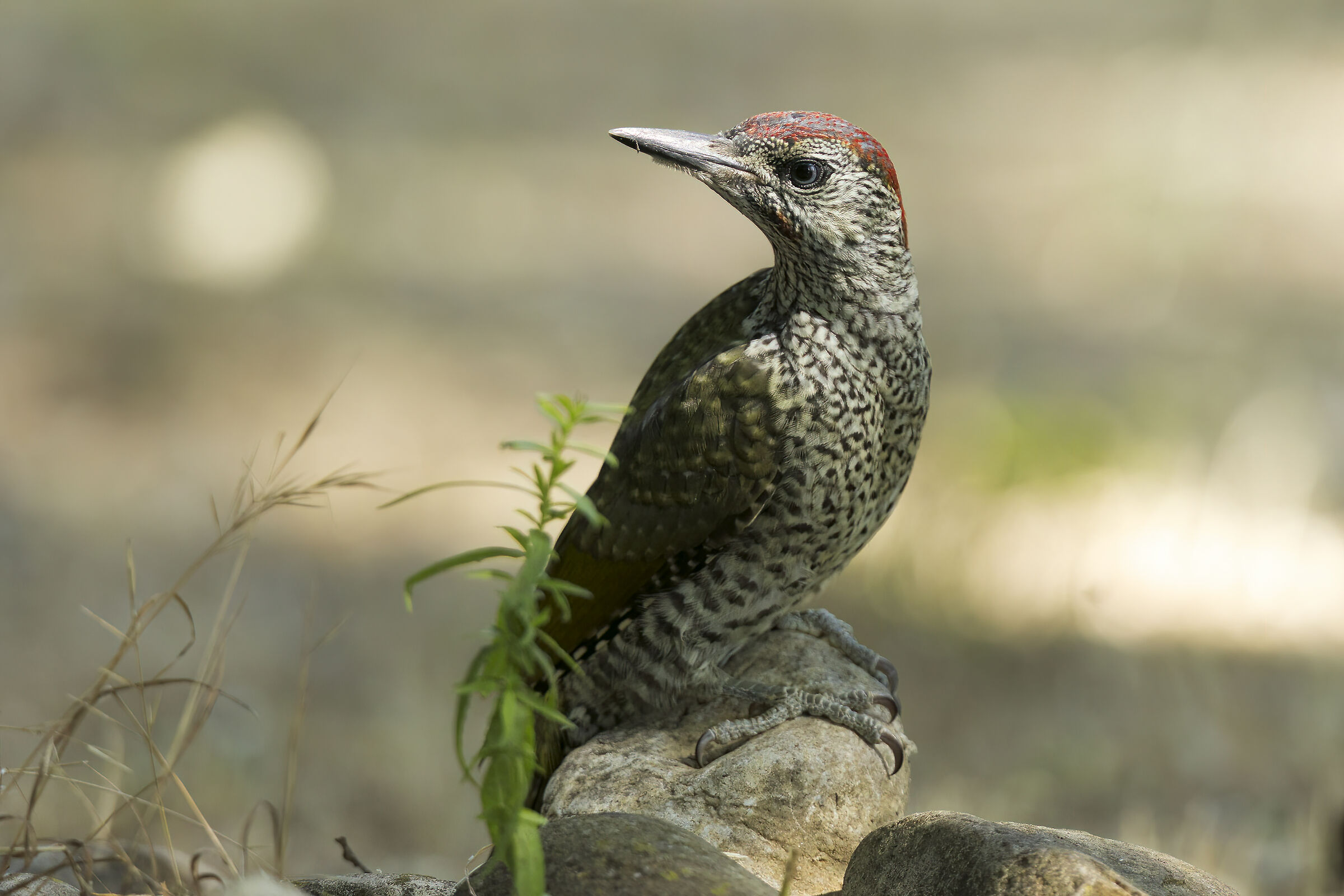 Green woodpecker m. juv.