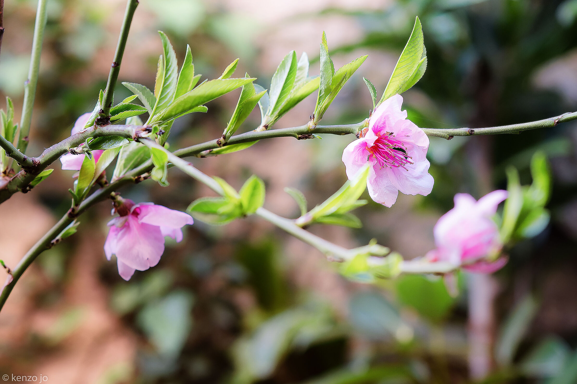 Pink flowers peach blossoms...