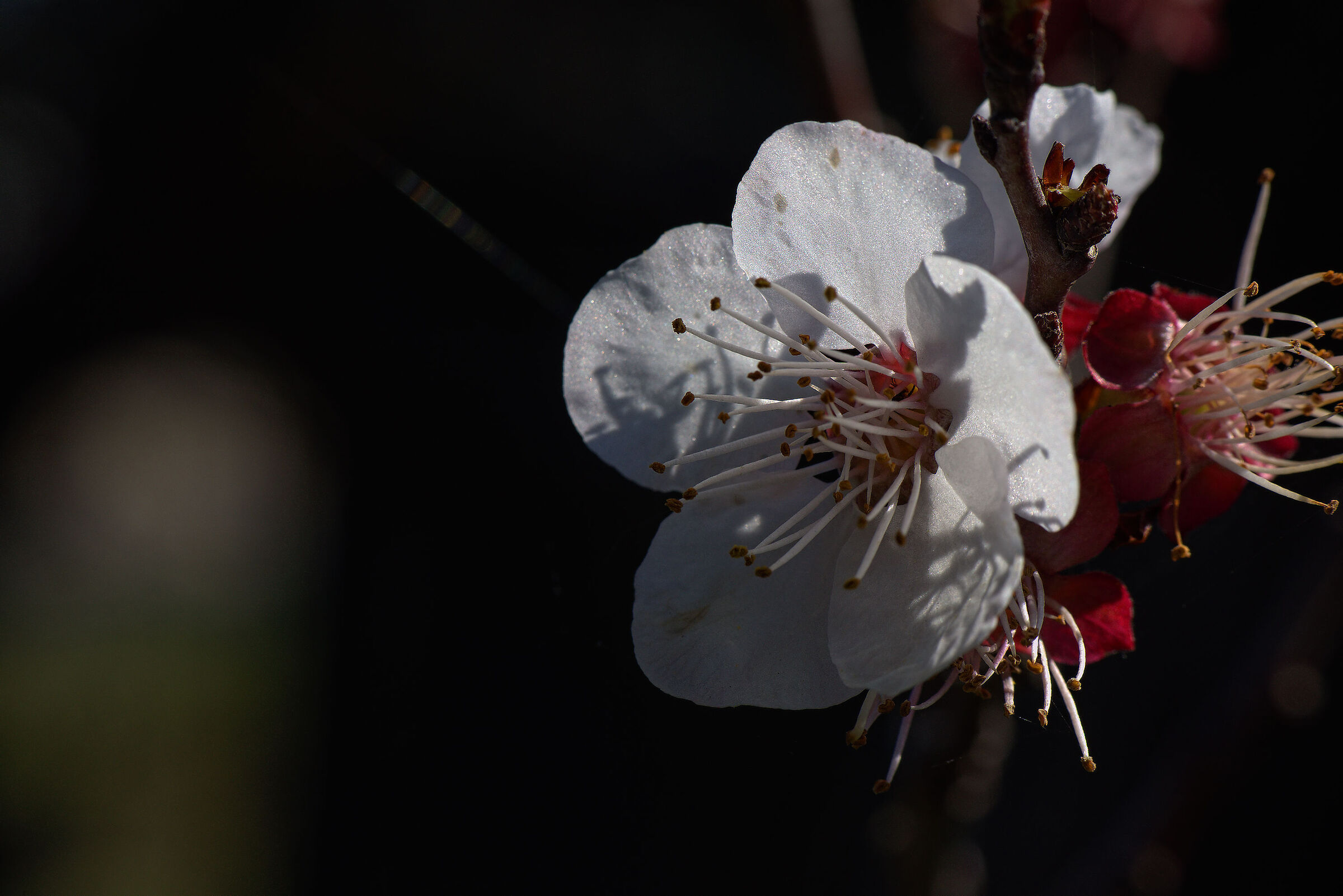 Apricot tree