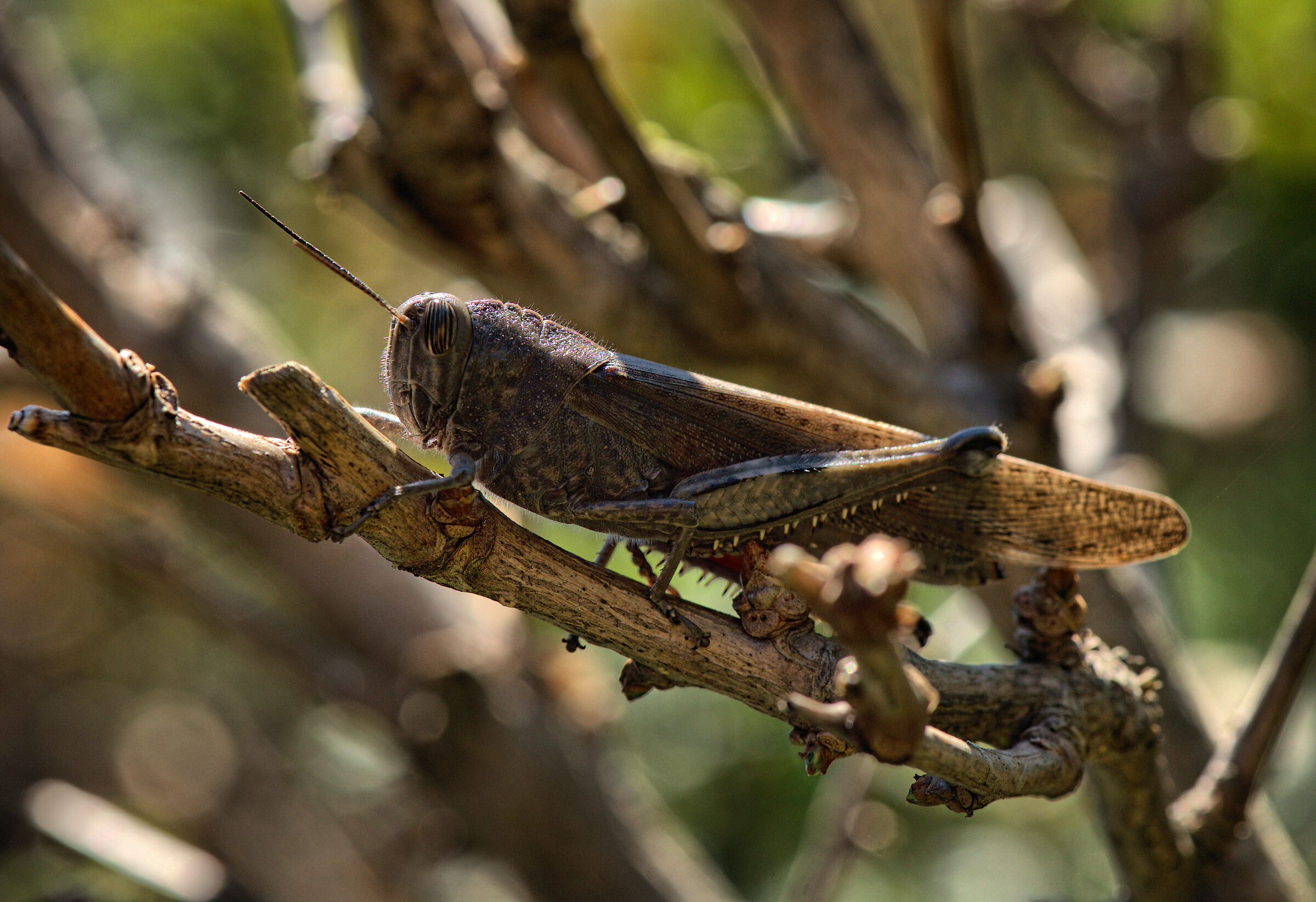 Anacridium aegyptium