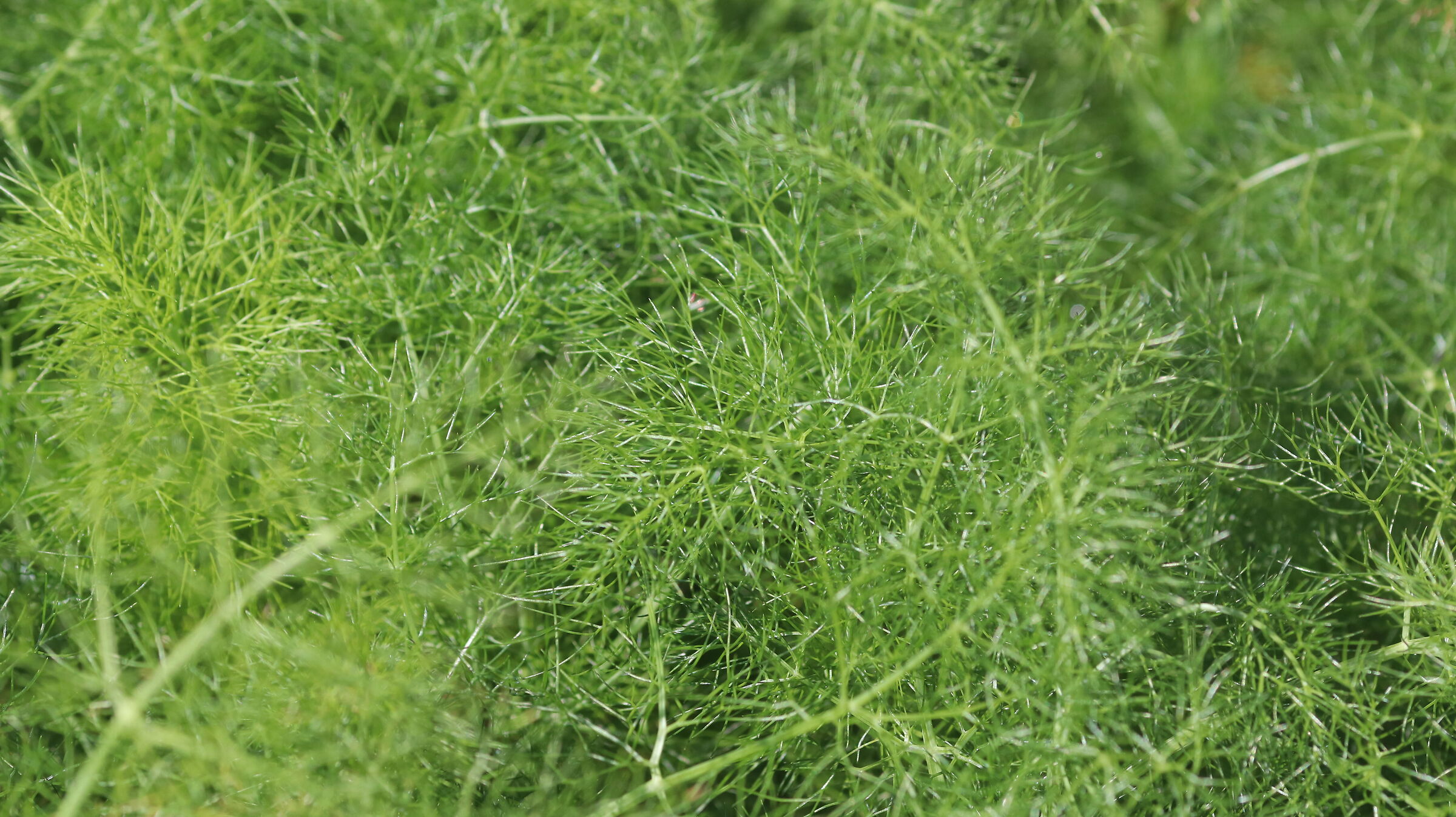 " Crop 216 " Canon 135 F. 2 L Usm- D 80