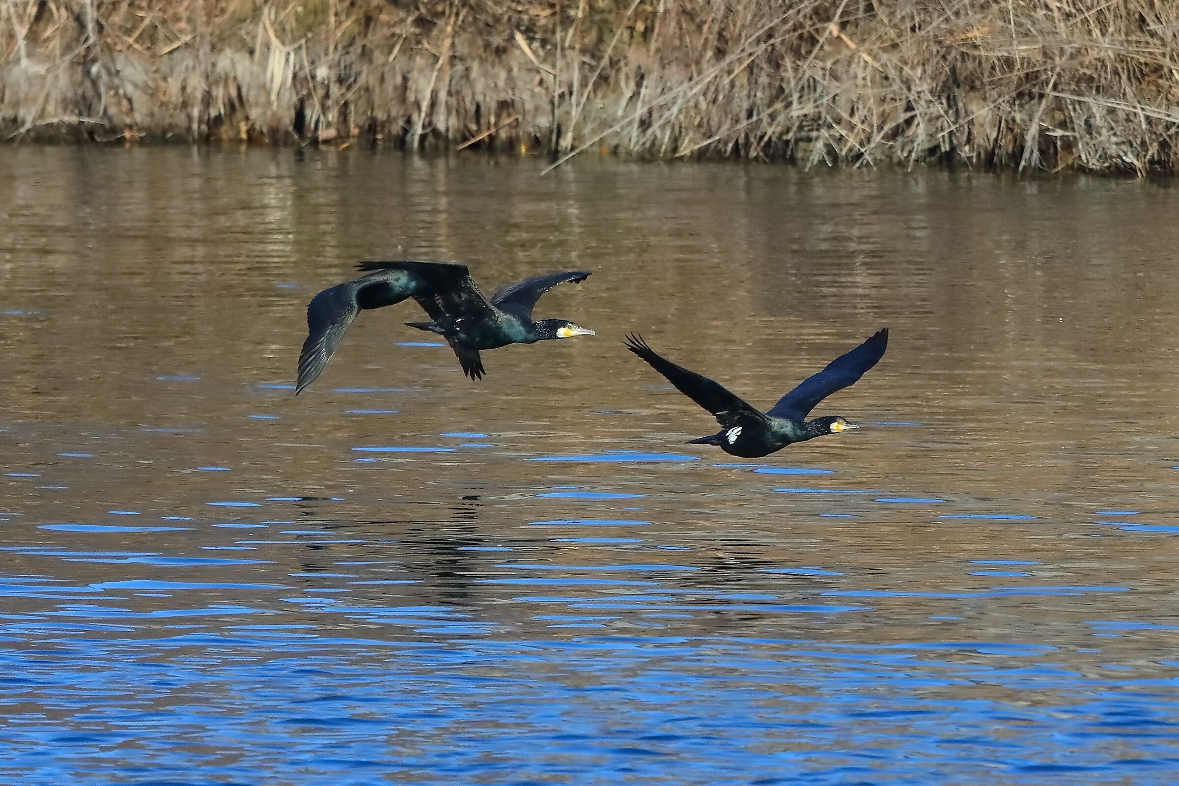 Cormorani 20-01-2023