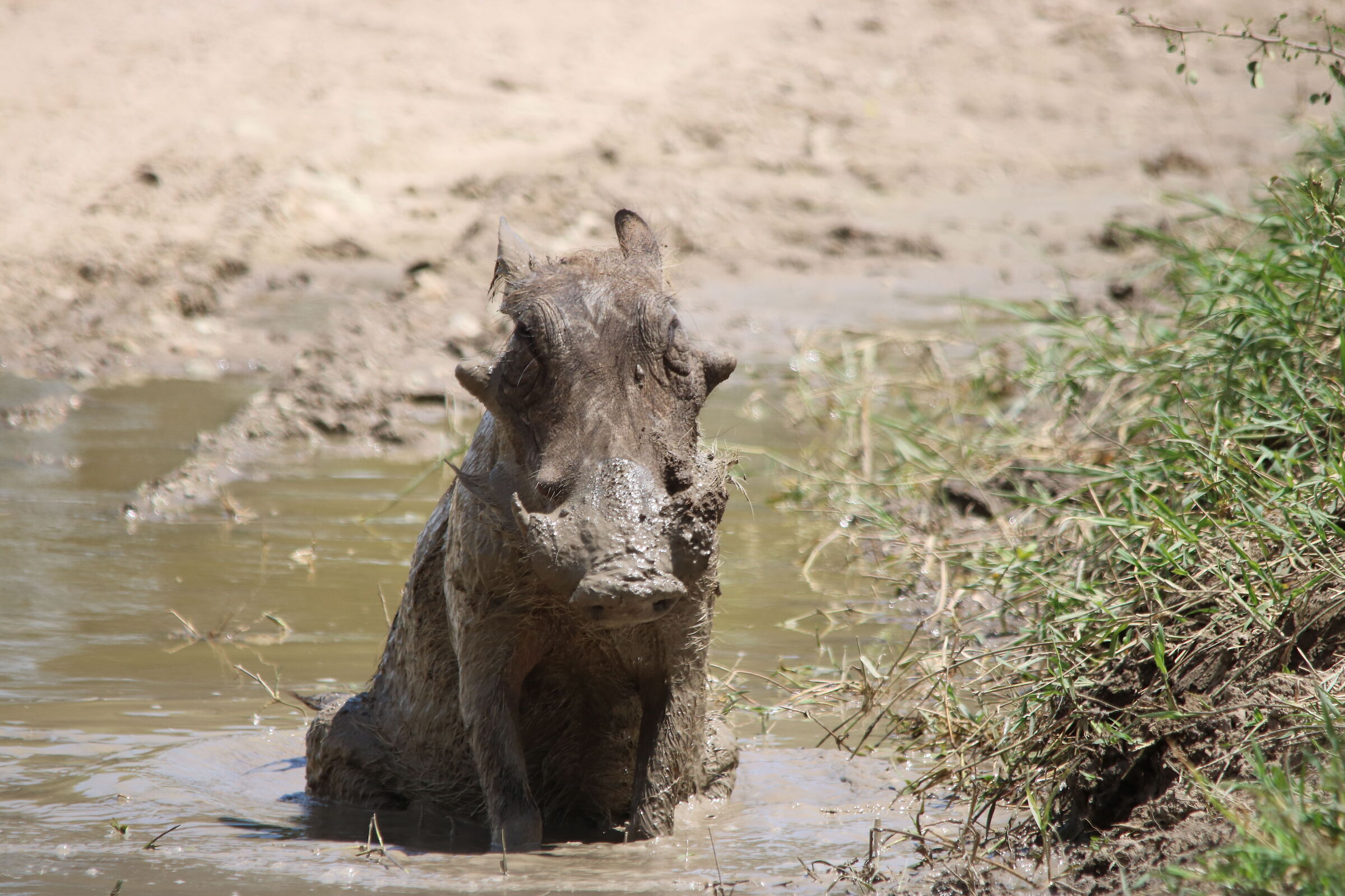 In... swimming pool...