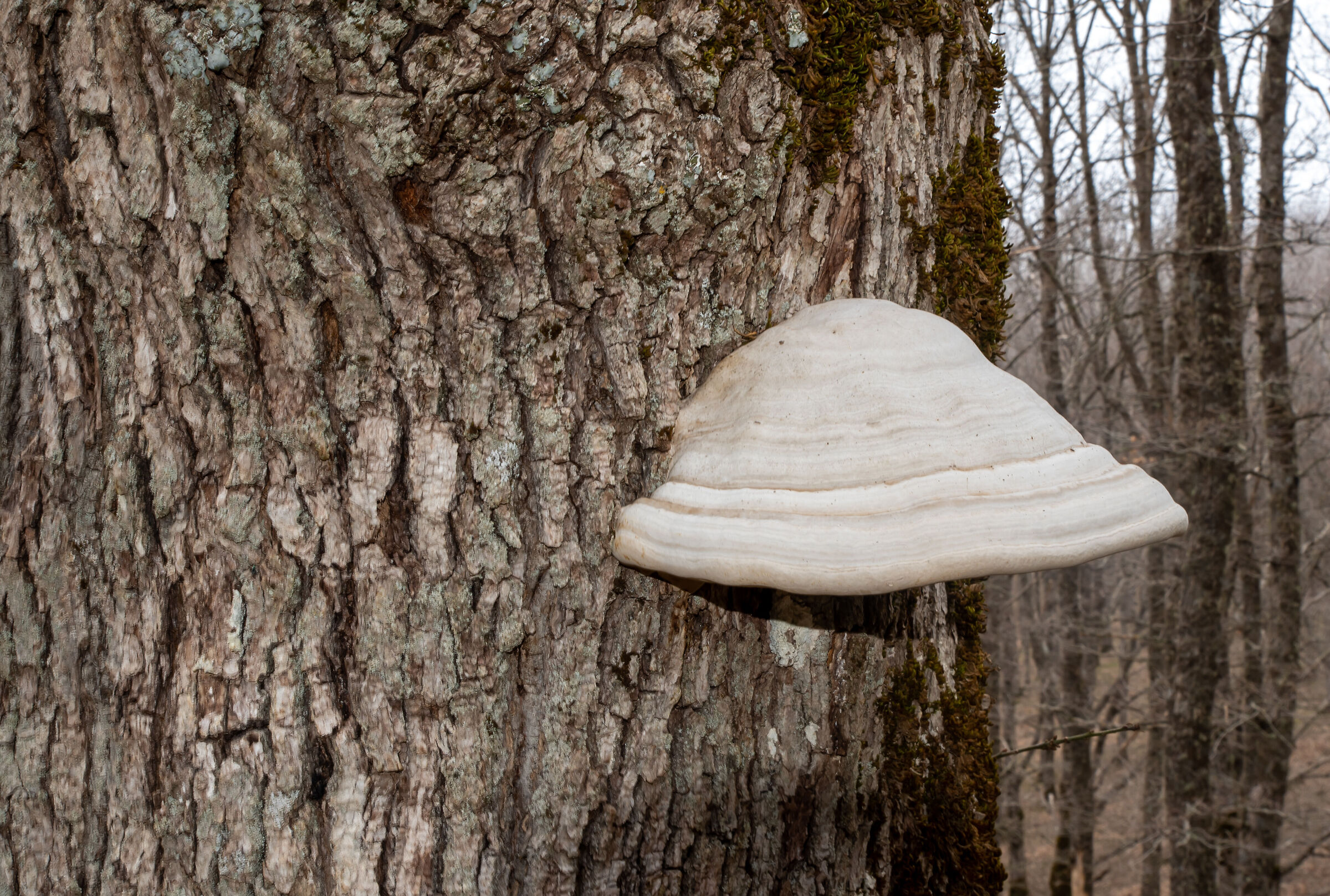 Fomes fomentarius the bait fungus.