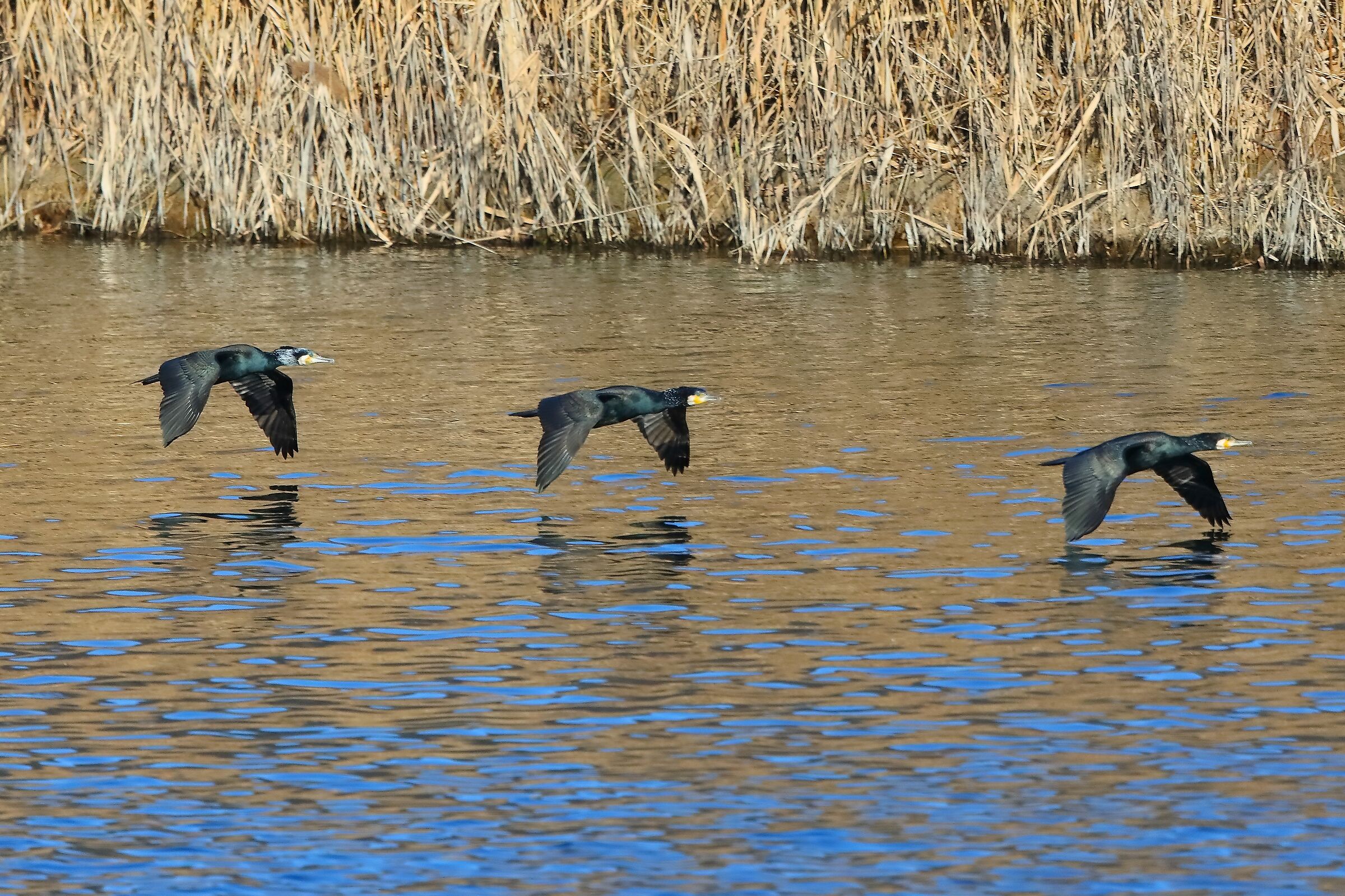 Cormorani 20-01-2023