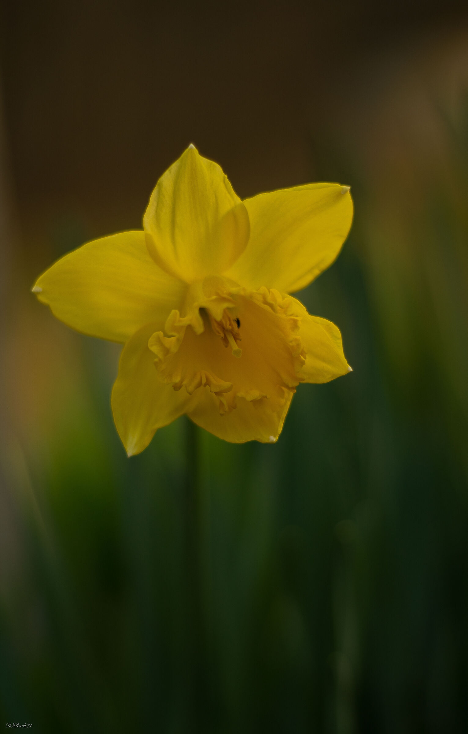 Narcissus