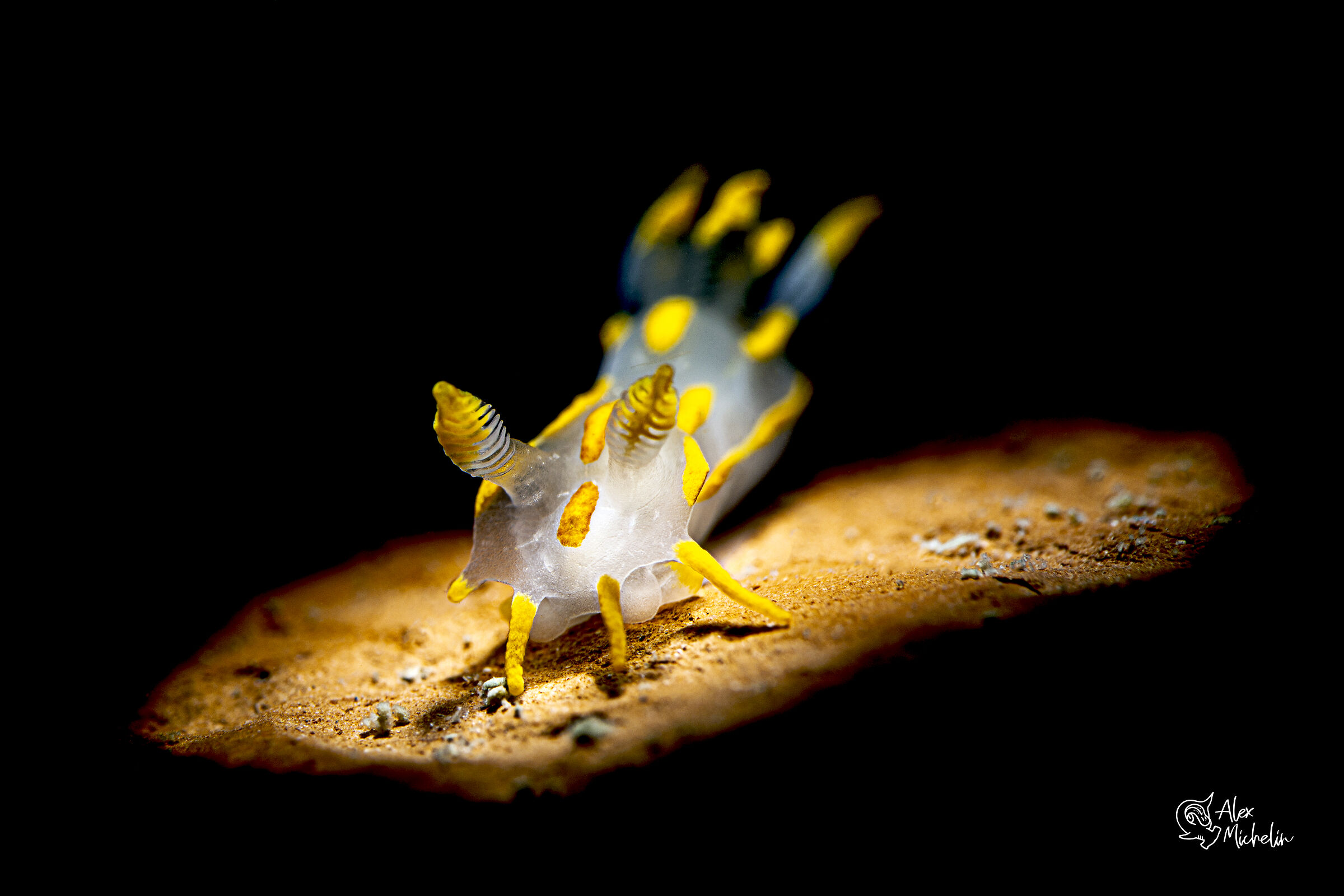 polycera quadrilineata