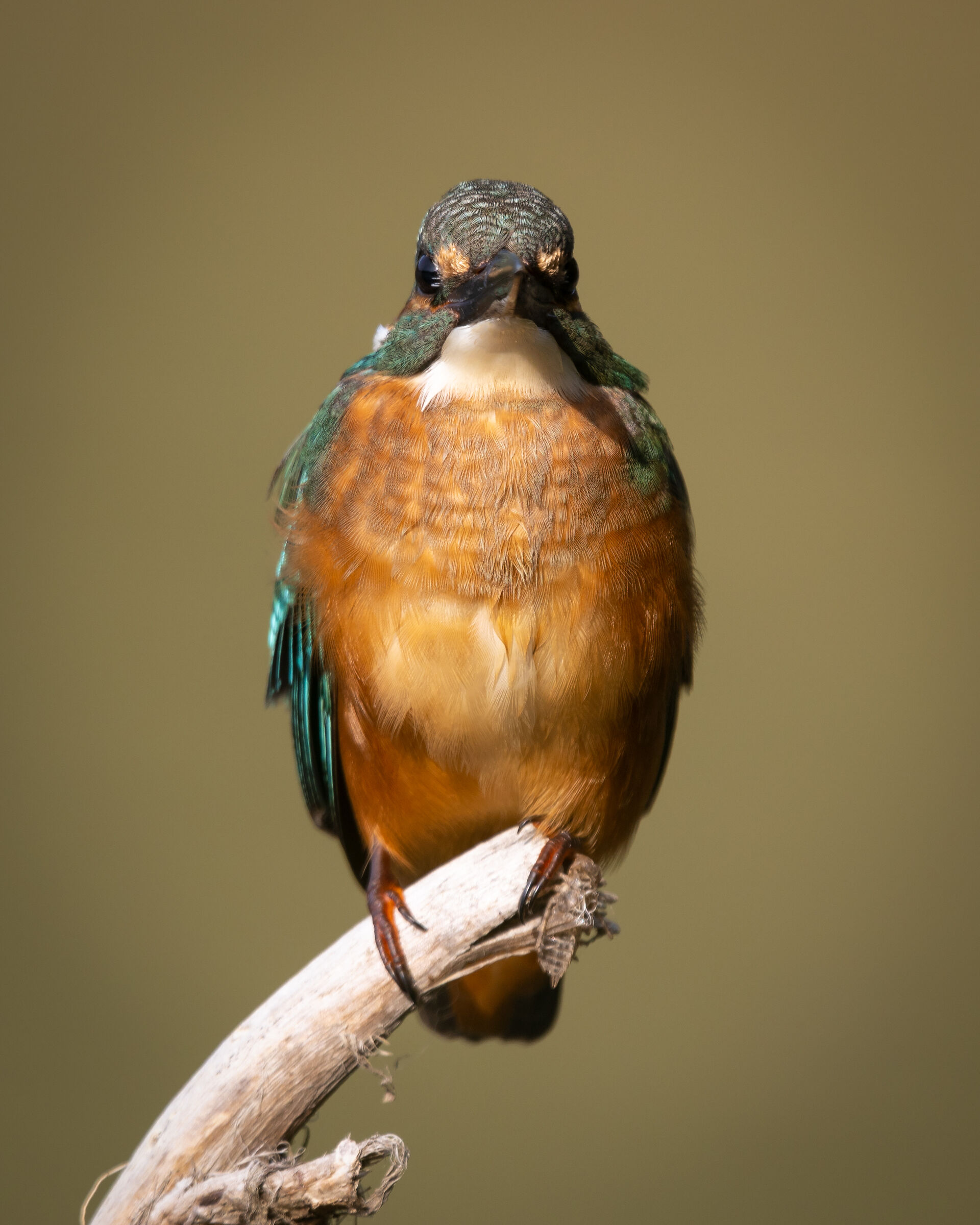 Alcedo Atthis