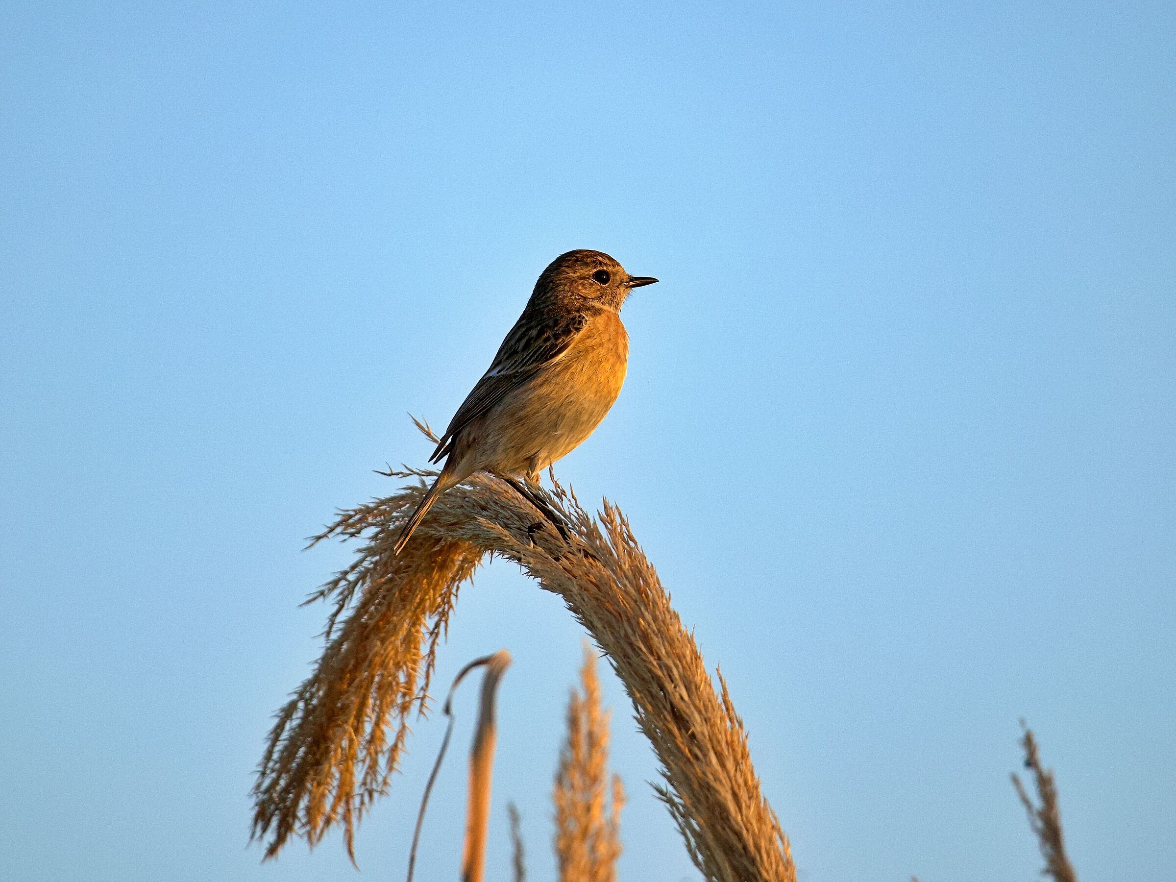 Saltimpalo at sunset