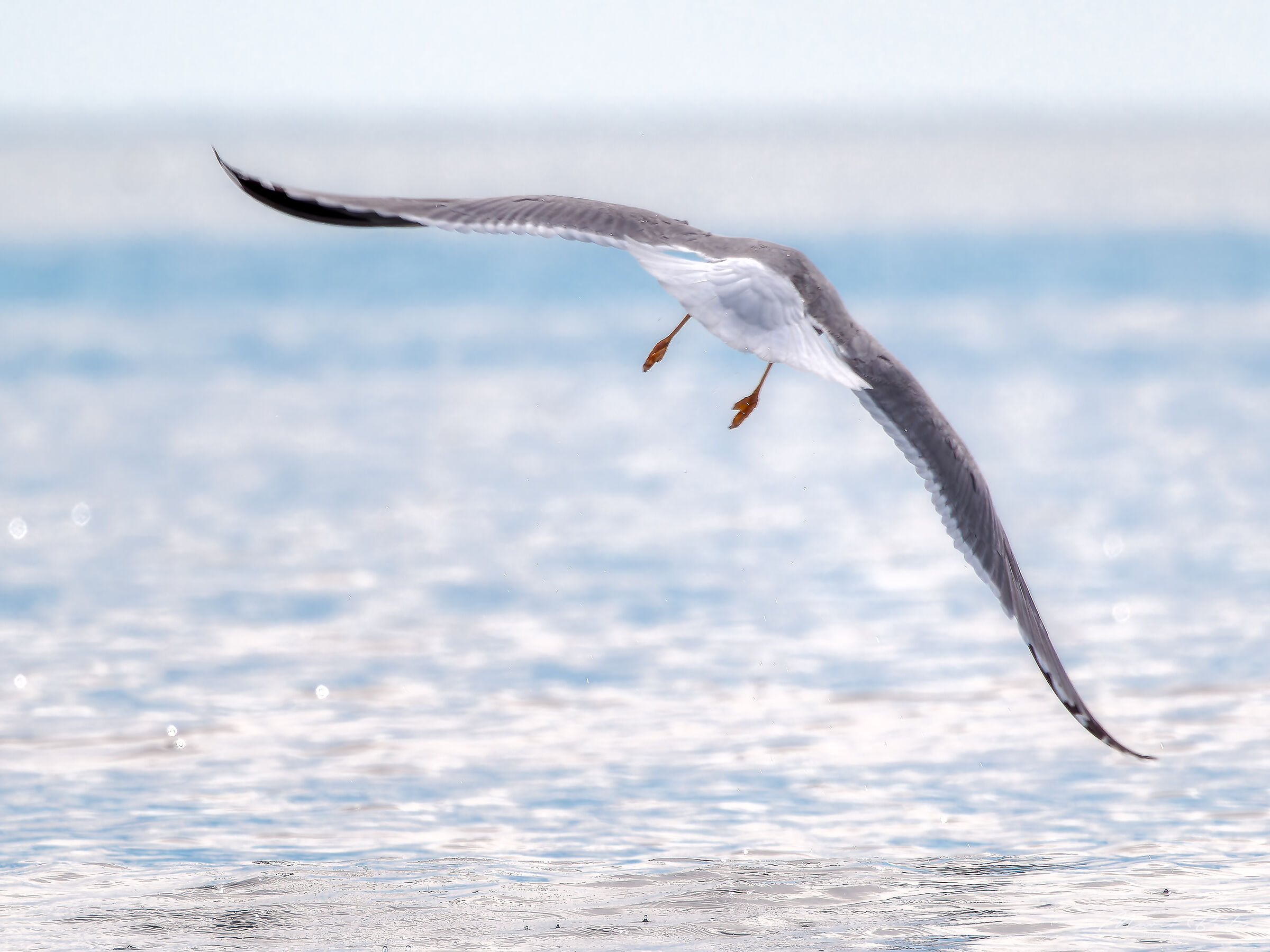 fly
