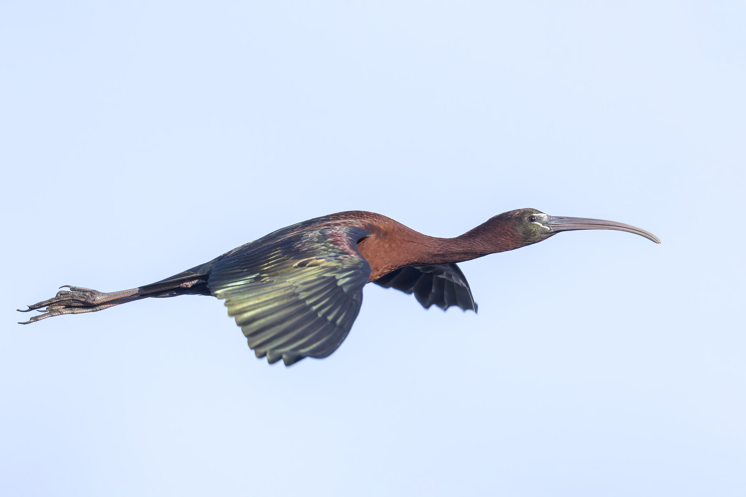 Ibis lucido, Plegadis falcinellus