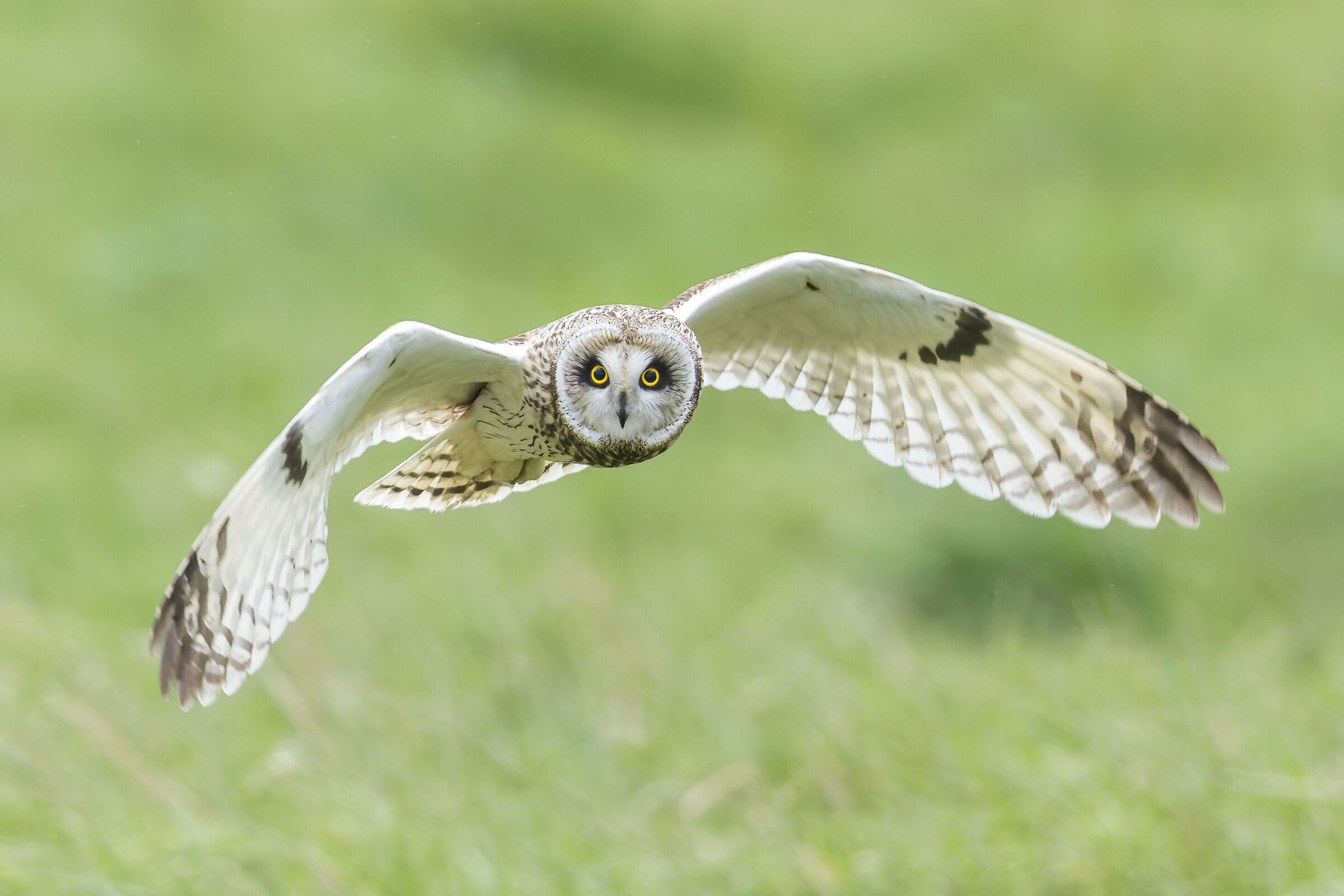 Gufo dalle orecchie corte, Asio flammeus